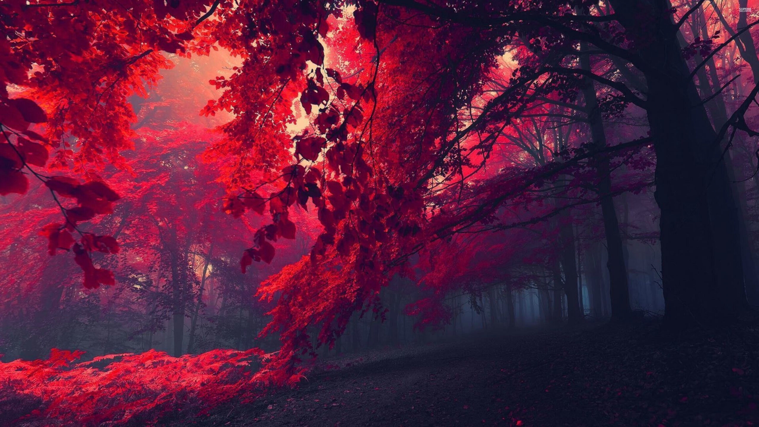 red #Forest #x #k #k #hd #K #wallpaper #hdwallpaper