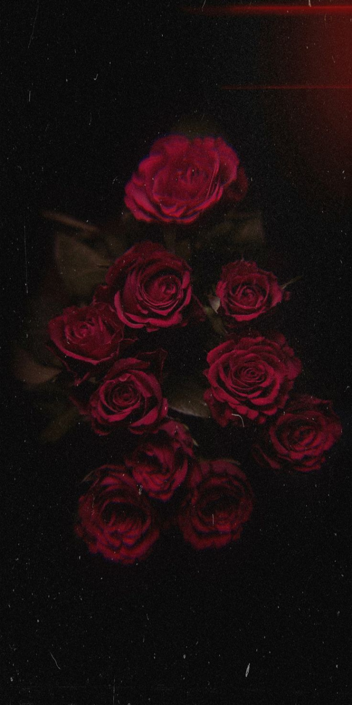 Red Rose  Red roses wallpaper, Black roses wallpaper, Dark red