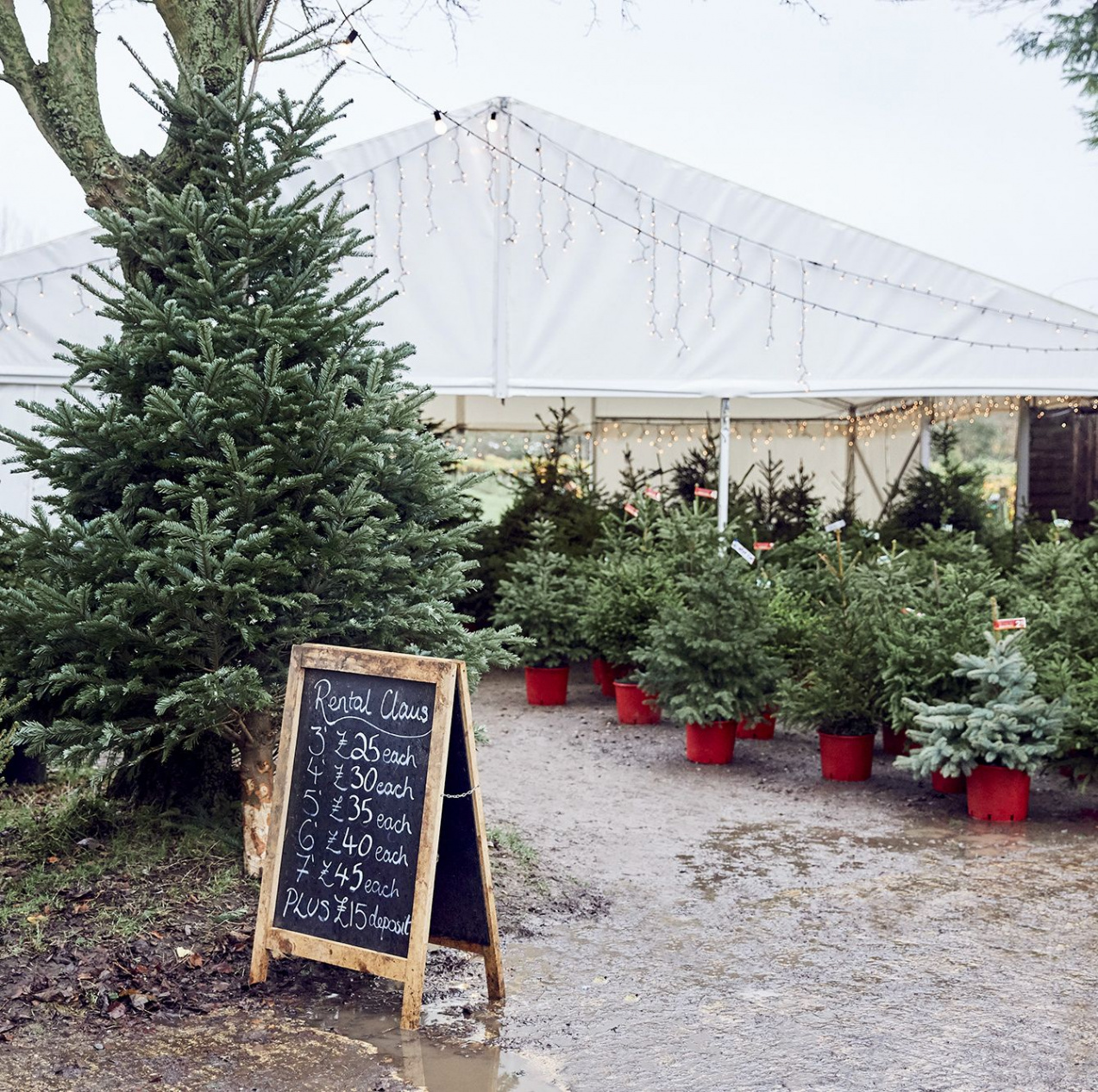 Rent A Christmas Tree: How Tree Renting Works