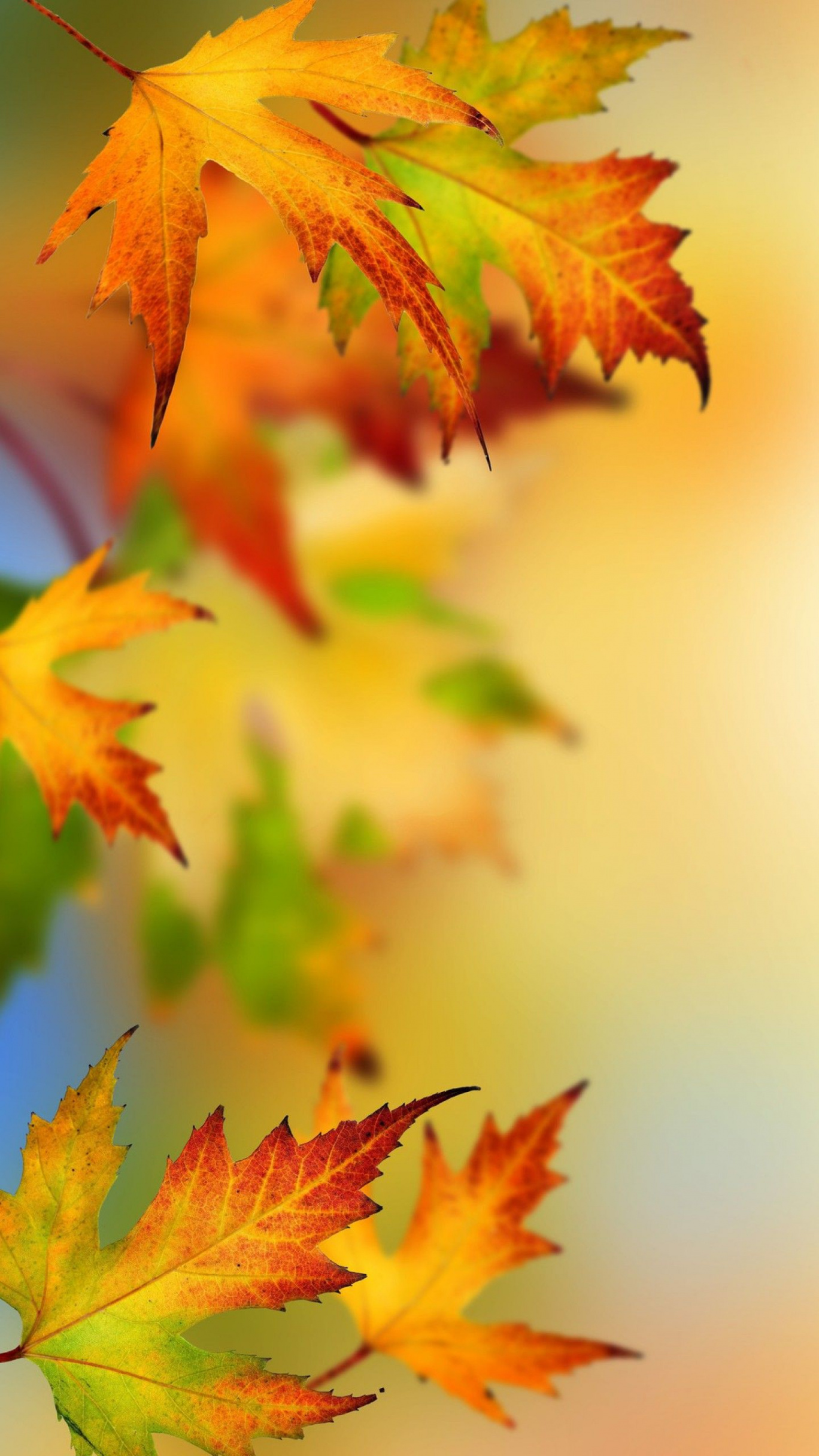 Samsung Galaxy S and S Edge Alternative Wallpapers with Autumn