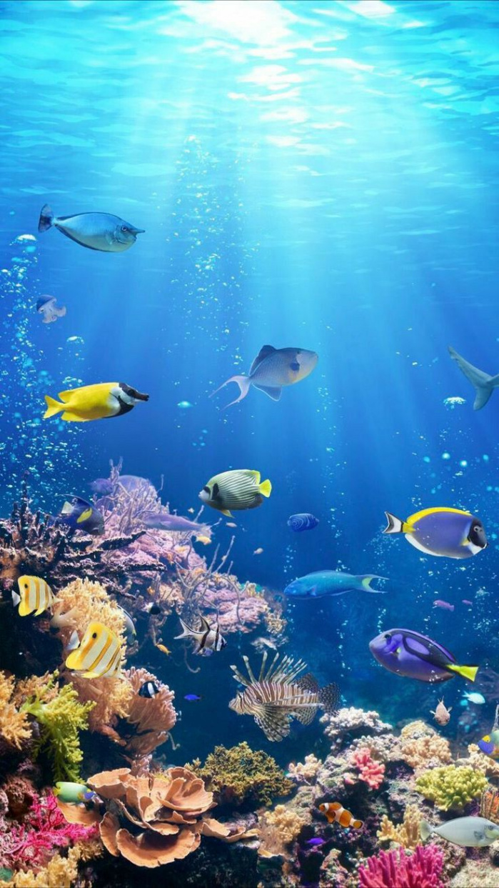 Smartphone HD Wallpaper  Underwater wallpaper, Ocean wallpaper