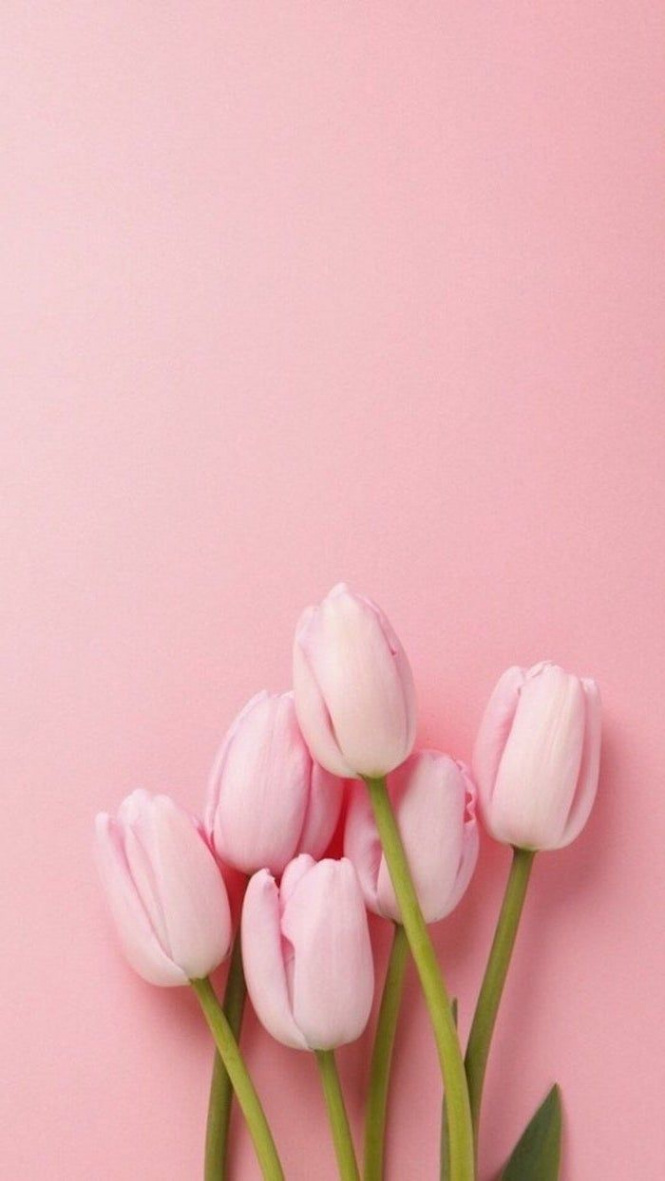 ▷  + spring wallpaper images for your phone and desktop