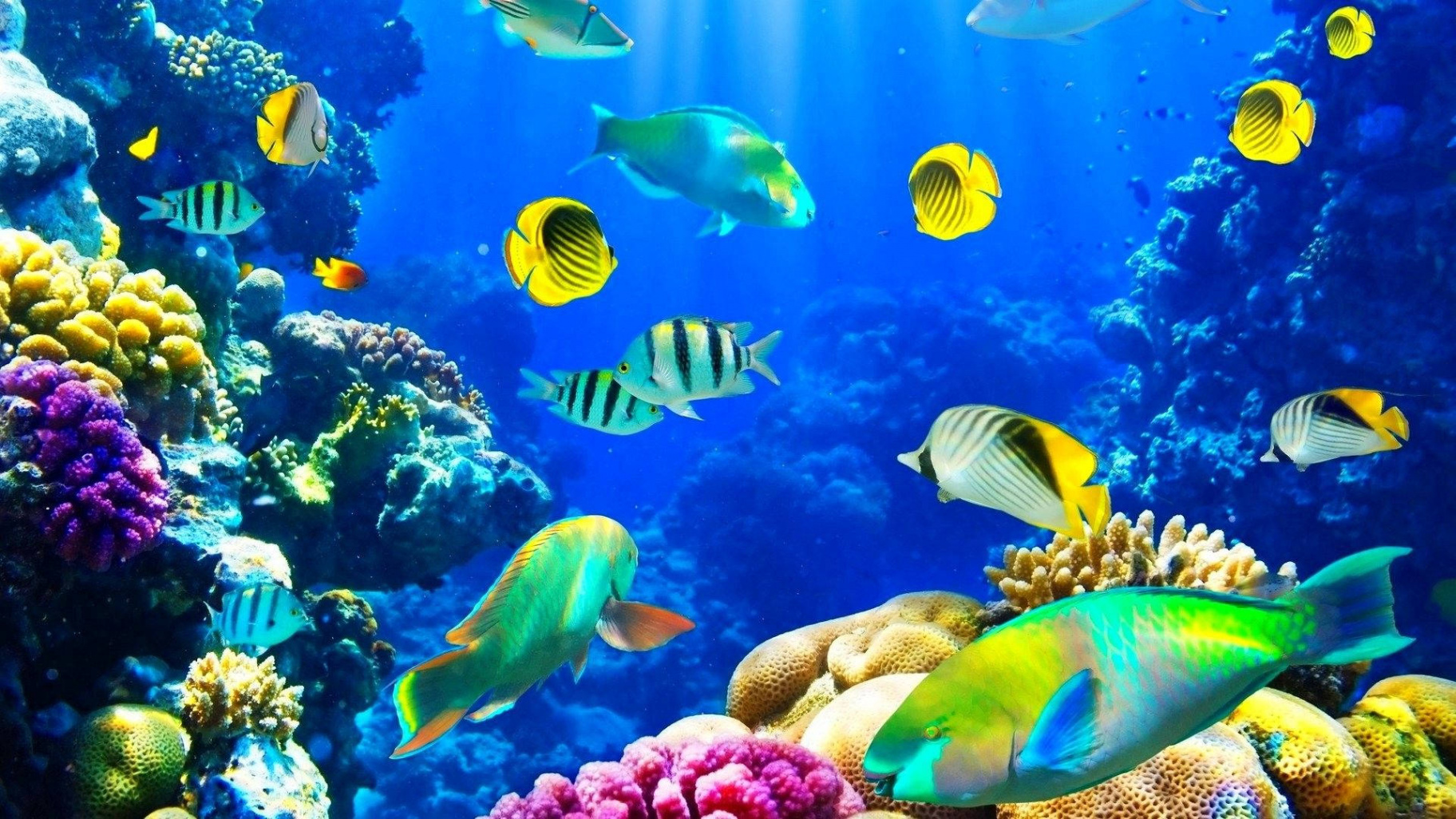 +] Underwater Wallpapers  Wallpapers