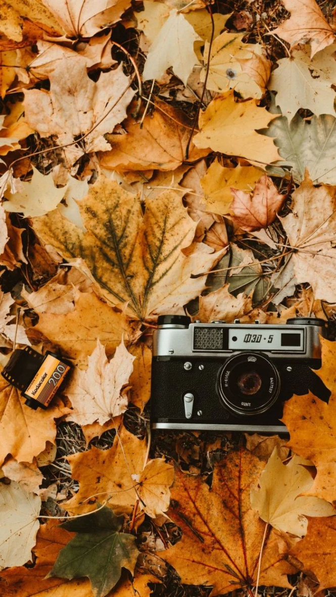 Vintage Fall Wallpapers - Wallpaper Cave  Fall wallpaper, Iphone