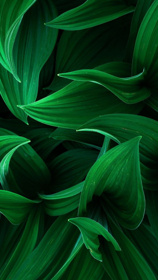 Wallpaper - Wallpaper  Green nature wallpaper, Green leaf