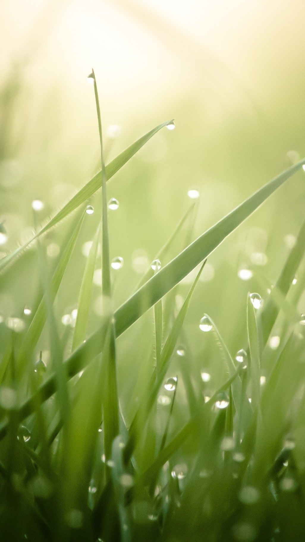 water drop and leaves  Iphone wallpaper water, Green nature