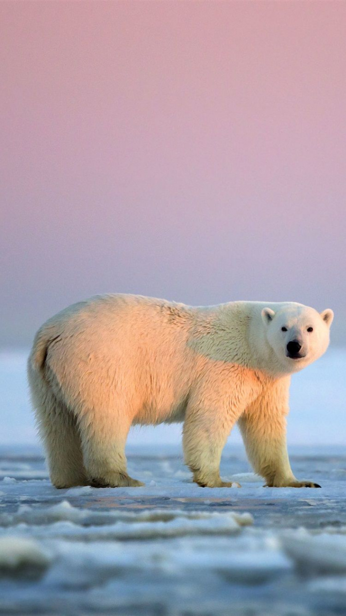 White bear, ice, Arctic national preserve, Alaska iPhone  (S