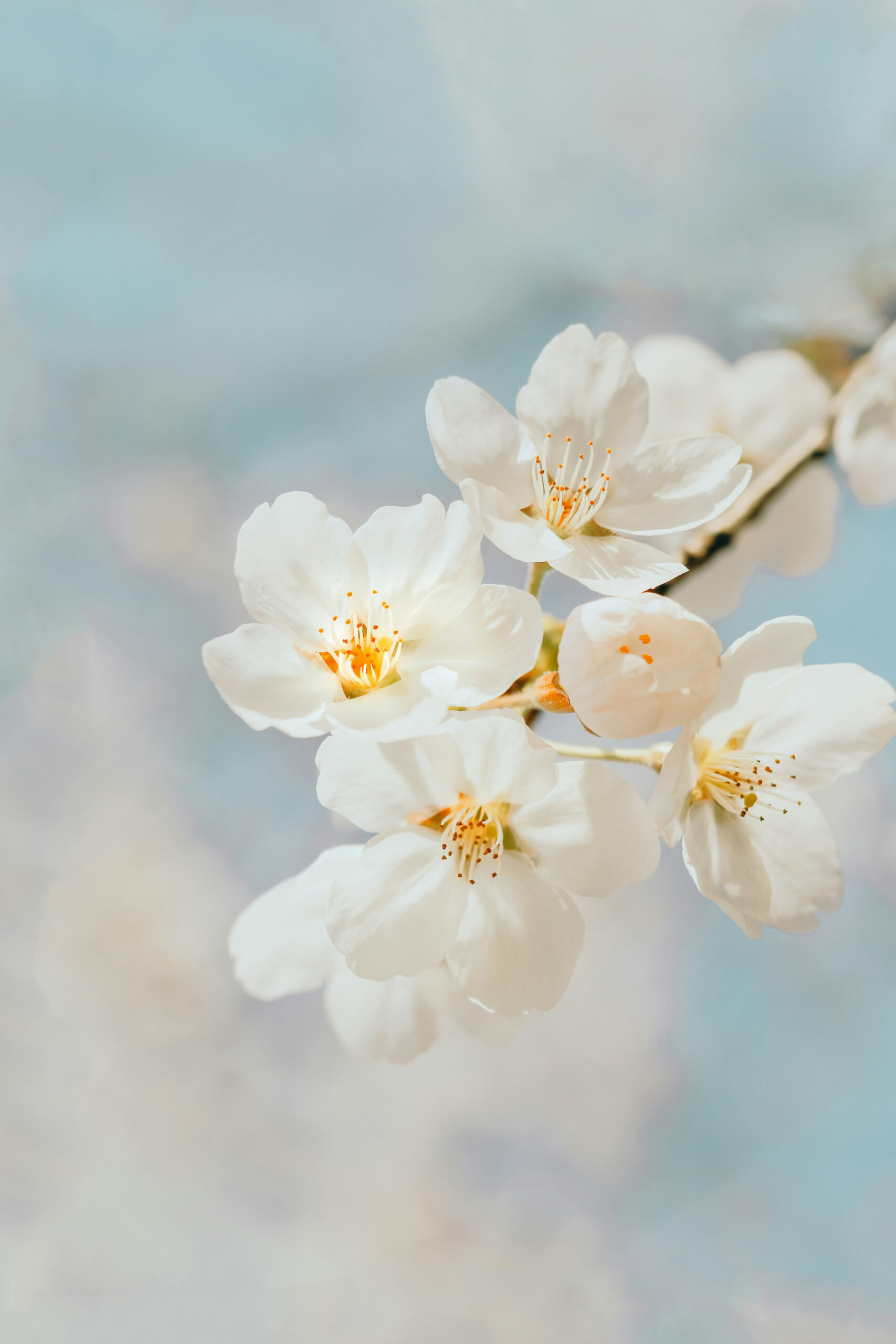 + White Flower Pictures  Download Free Images on Unsplash