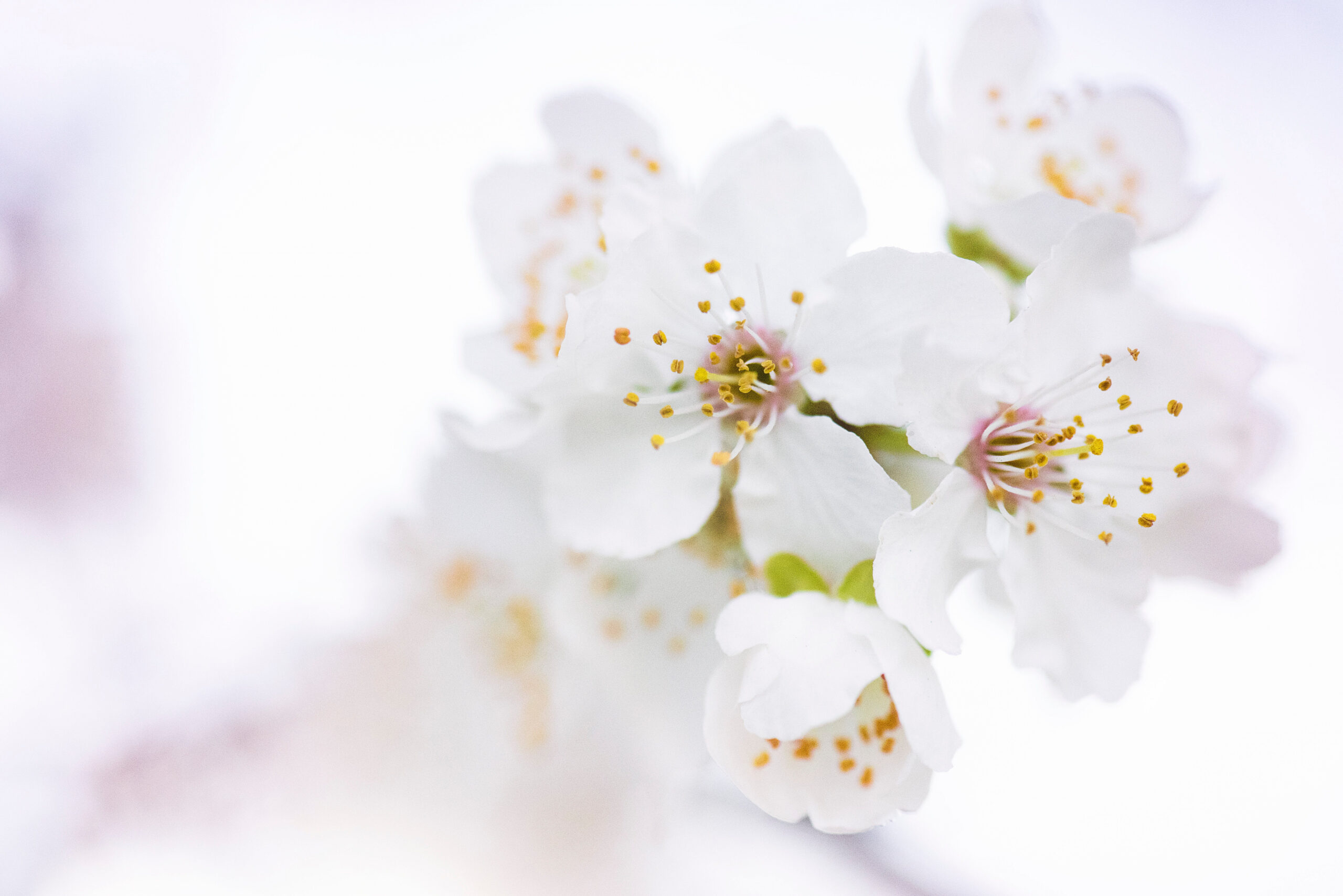 White Flowers Photos, Download The BEST Free White Flowers Stock