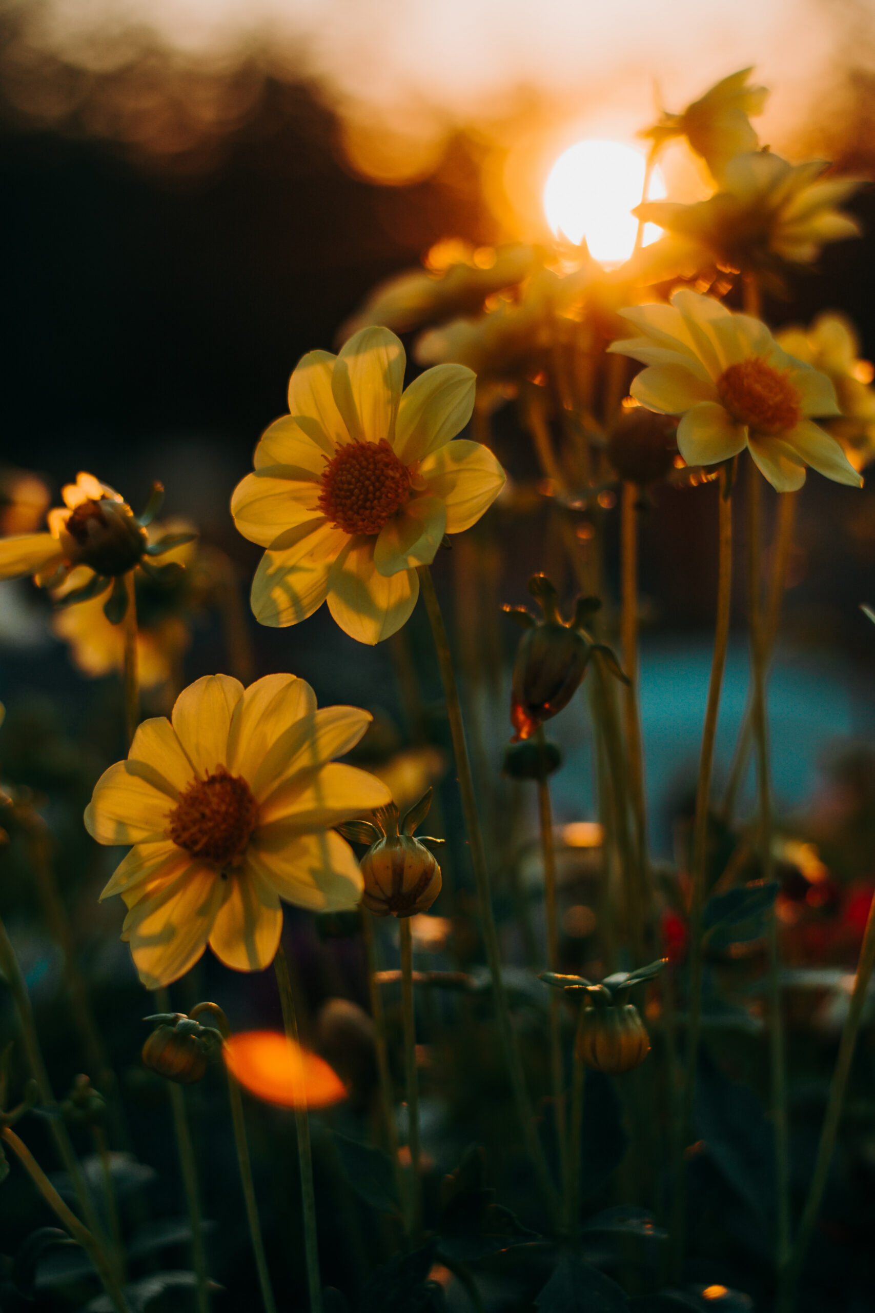 Autumn Flower Pictures  Download Free Images on Unsplash