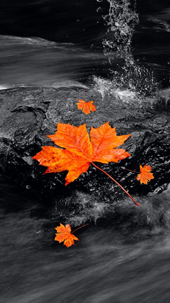 Autumn Wallpaper Black And White  mywallpapers site  Color