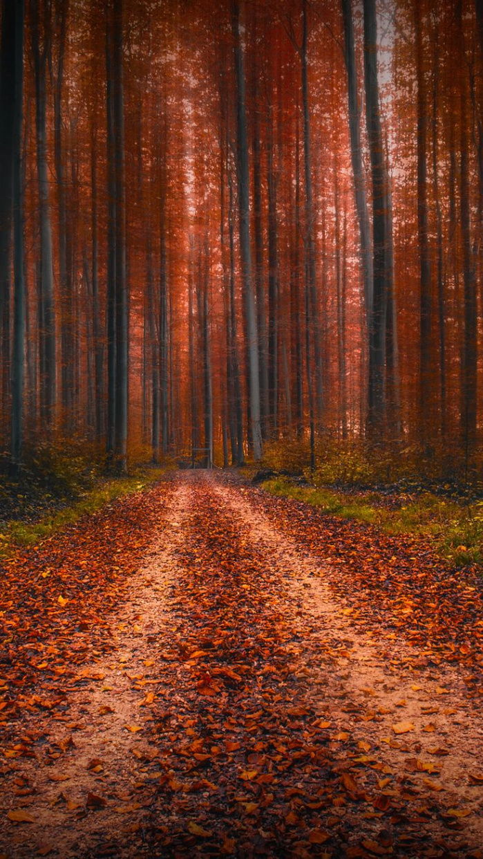 brown and black area rug #nature #landscape portrait display