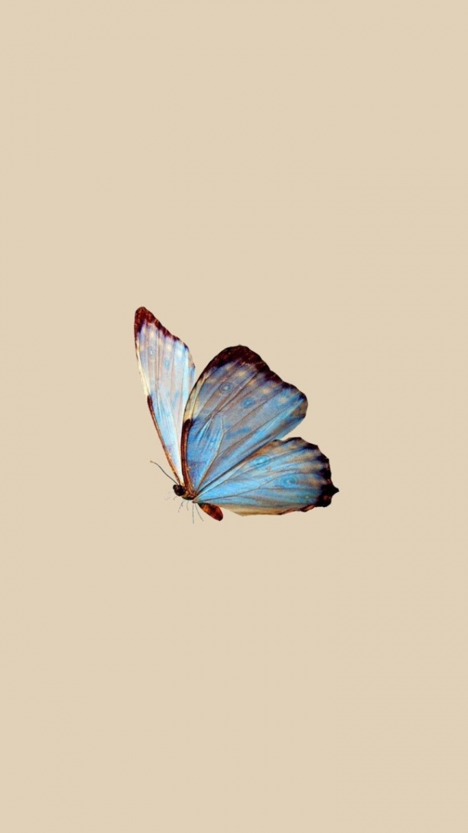 butterfly wallpaper  aesthetic, wallpaper e minimalist