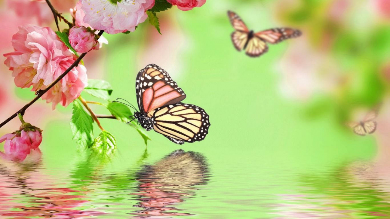 +] Butterfly Wallpapers  Wallpapers