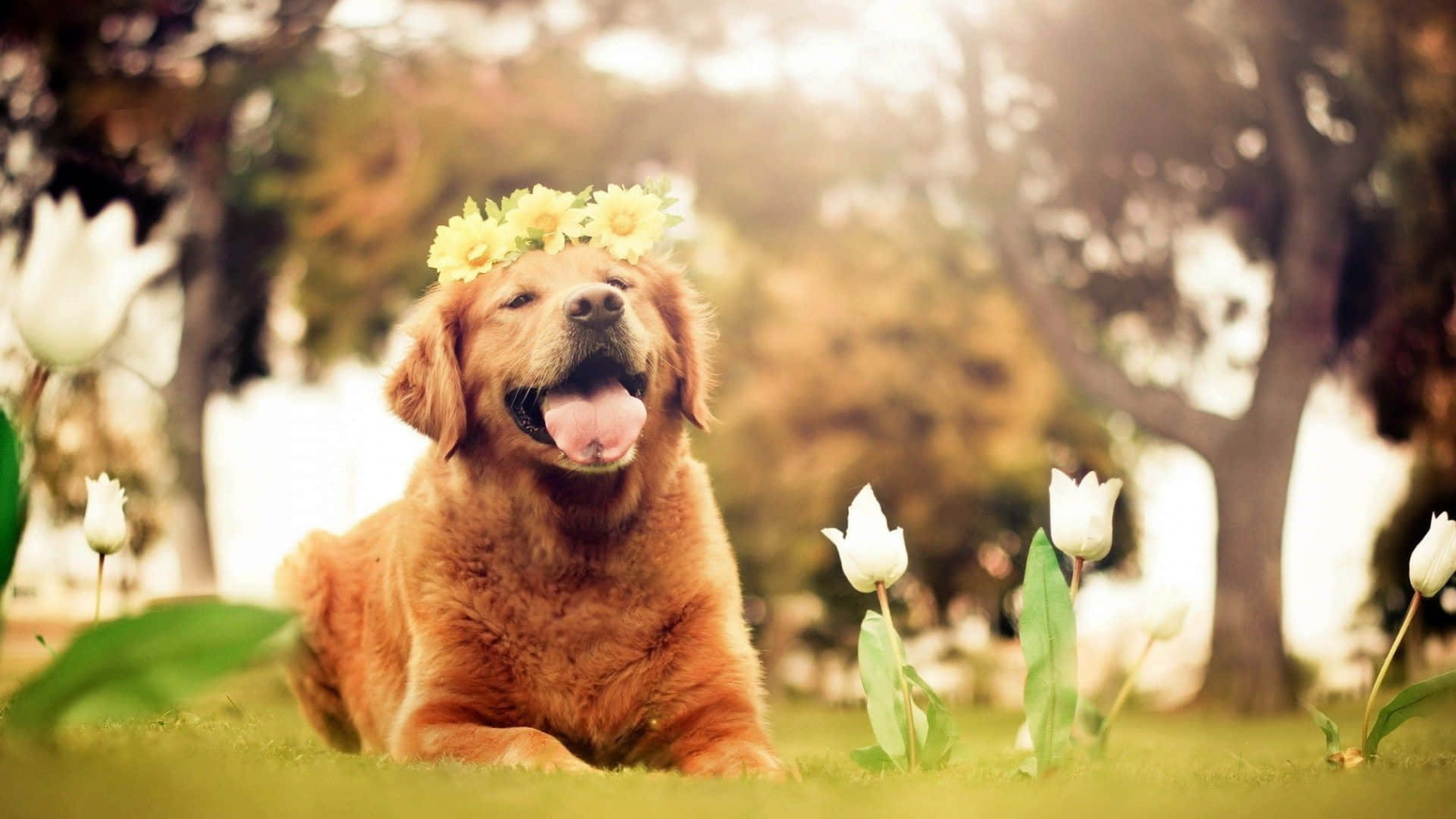 +] Cute Dog Backgrounds  Wallpapers