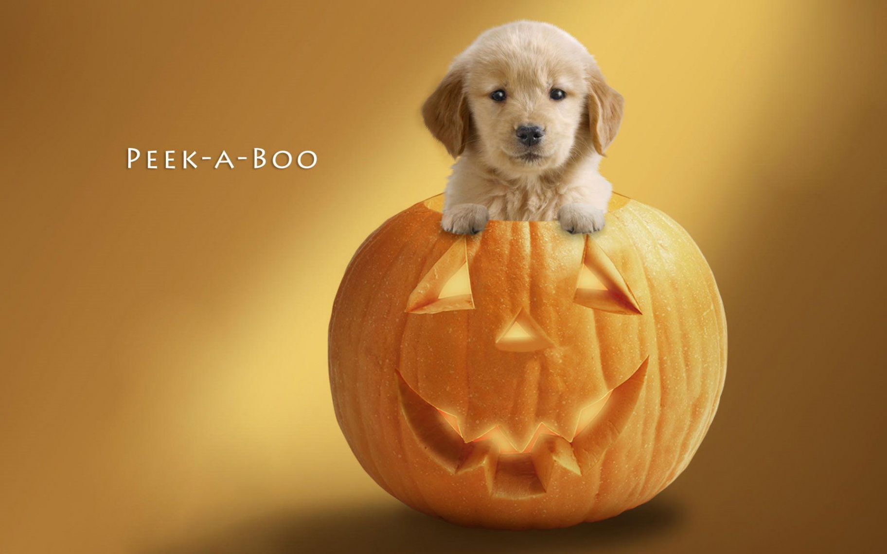 Cute Halloween Desktop Backgrounds  Halloween puppy, Dog