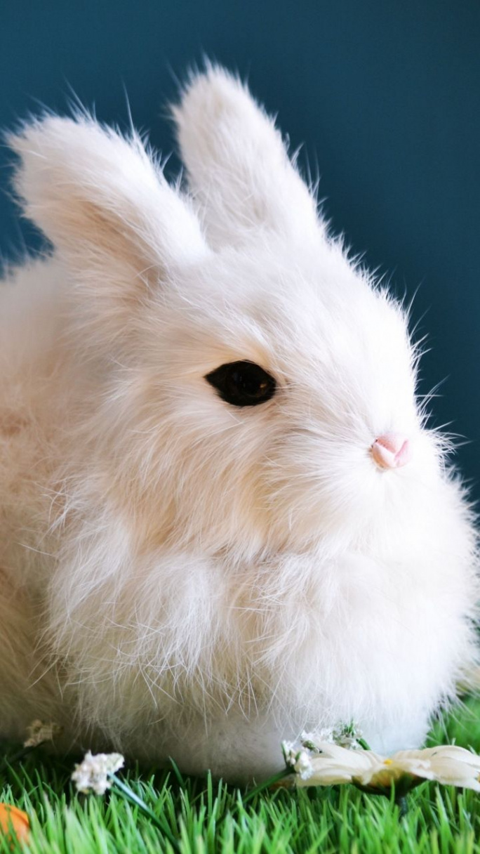 Cute, white bunny, animal, rabbit, x wallpaper  Animal