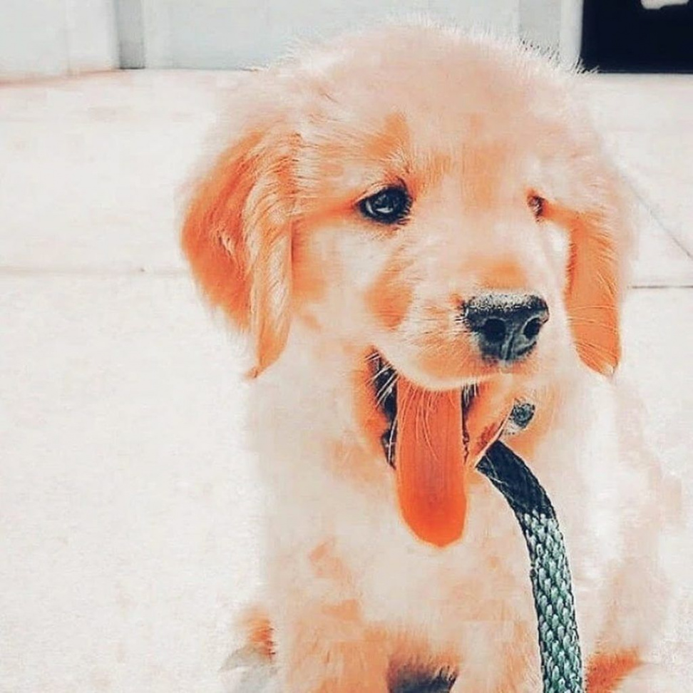 desktop wallpaper preppy puppy preppy dogs