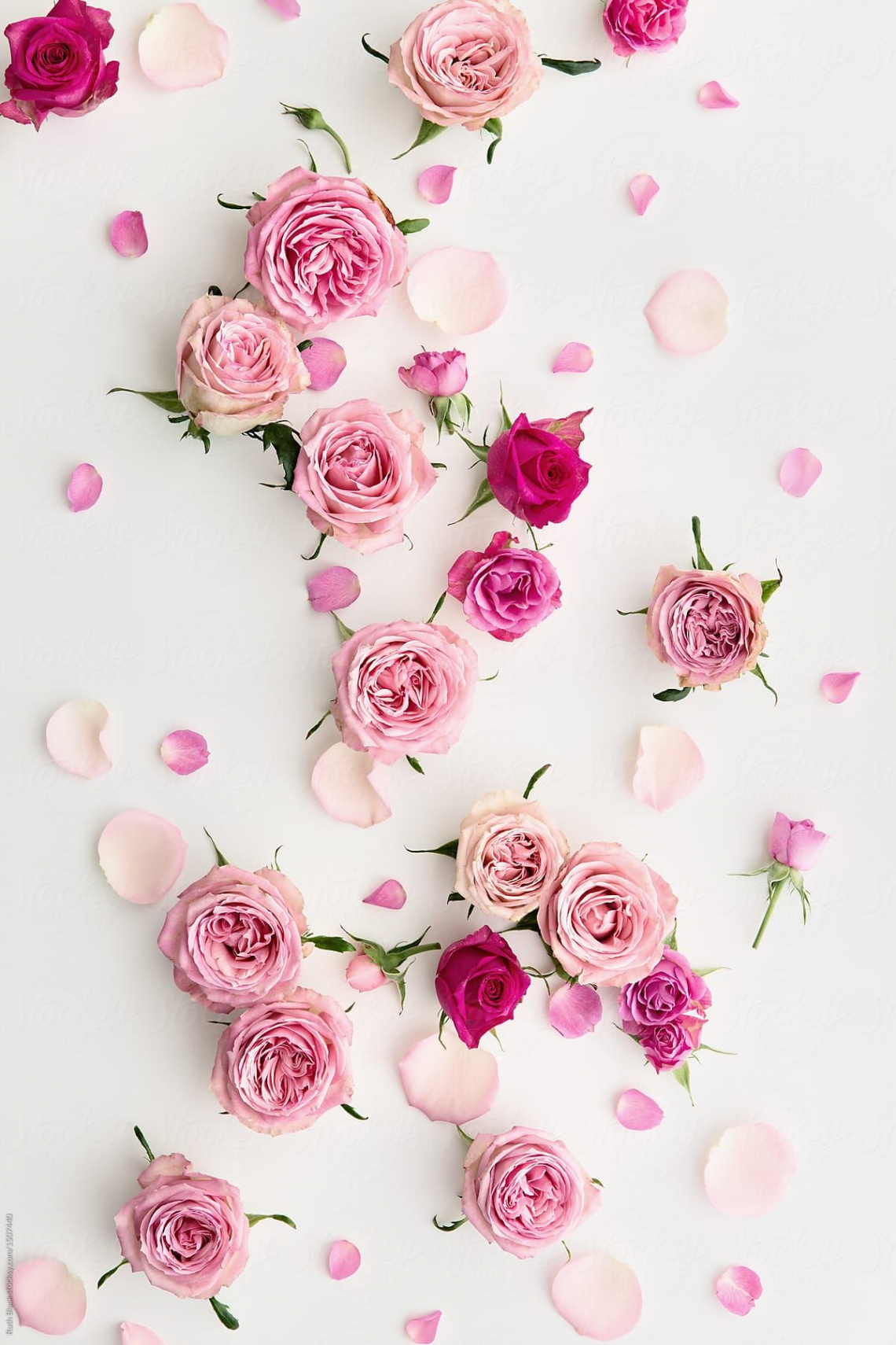 Elegant Rose Background