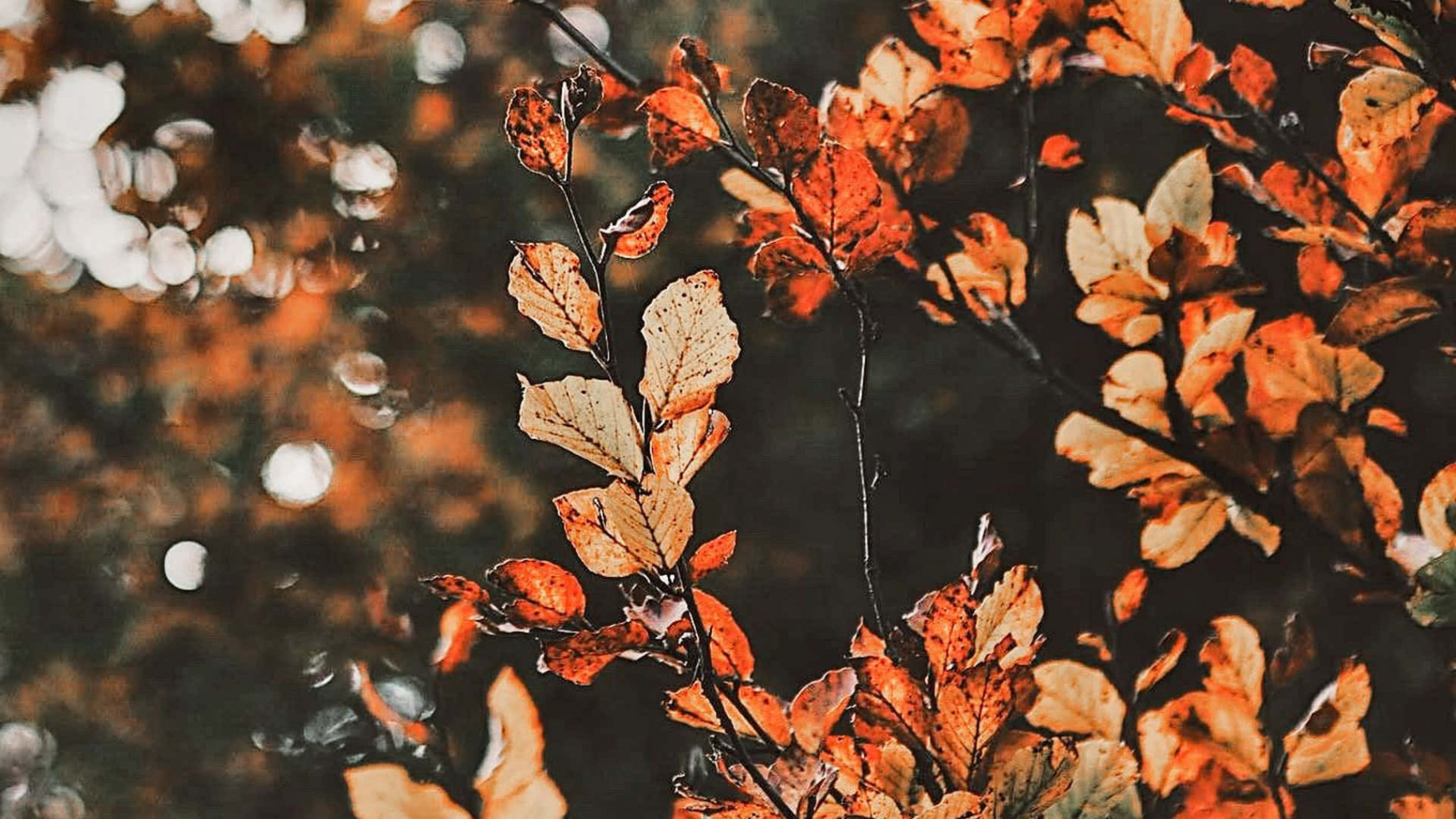 +] Fall Aesthetic Desktop Wallpapers  Wallpapers