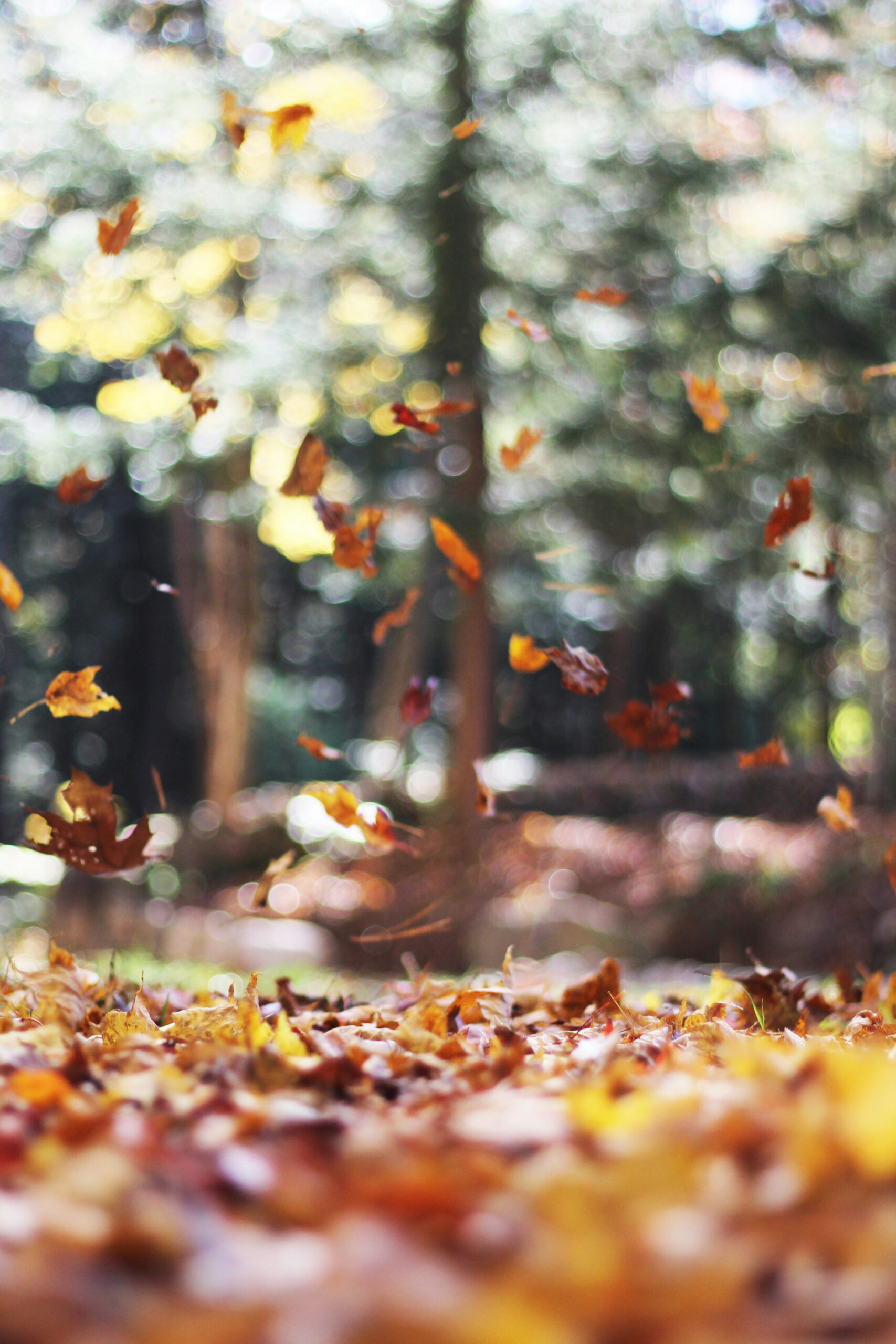 + Fall Background Images: Download HD Backgrounds on Unsplash