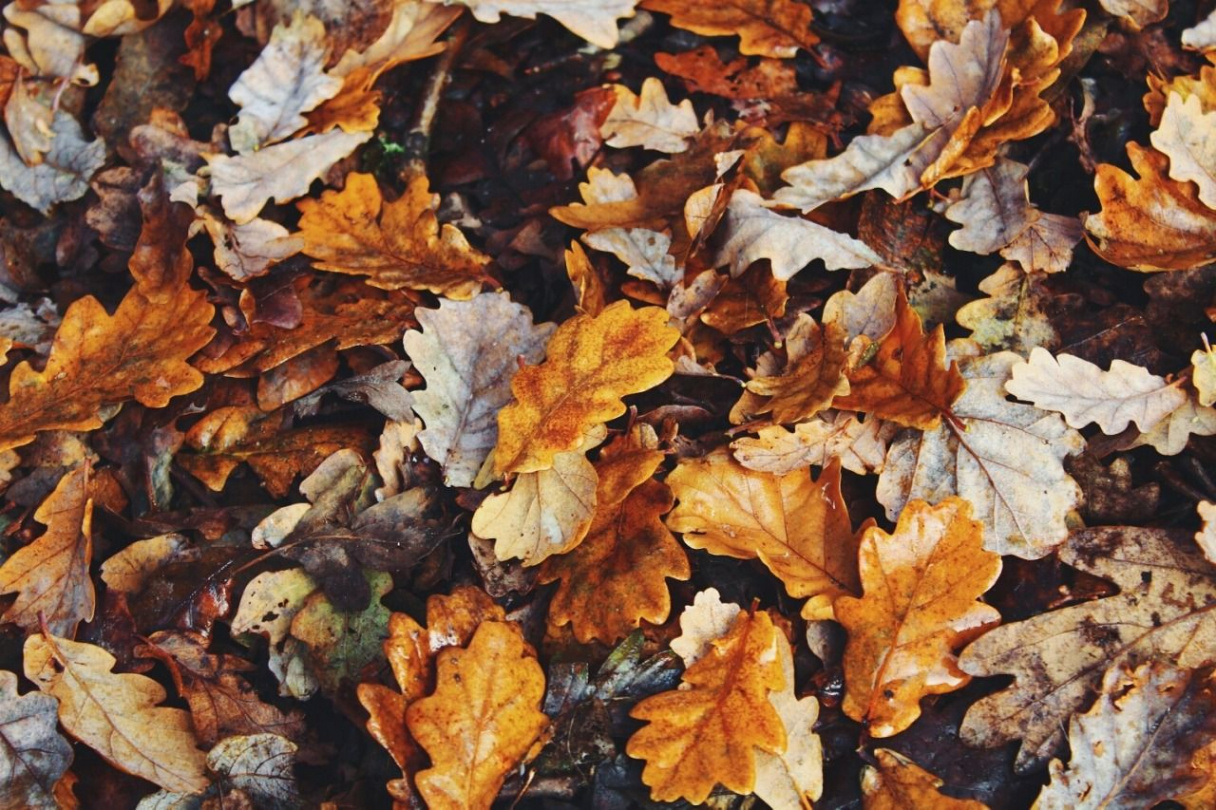 🍁🍂🌰  Fall wallpaper, Aesthetic desktop wallpaper, Desktop