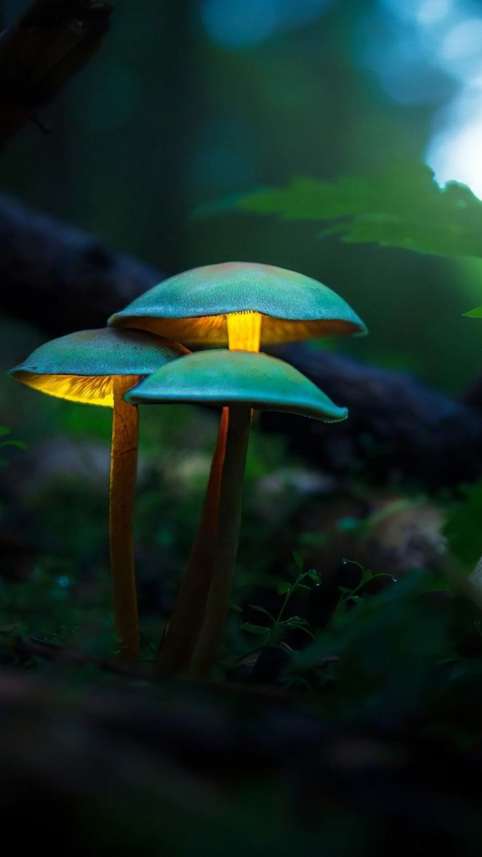 Fantasy Mushroom Wallpapers - Top Free Fantasy Mushroom