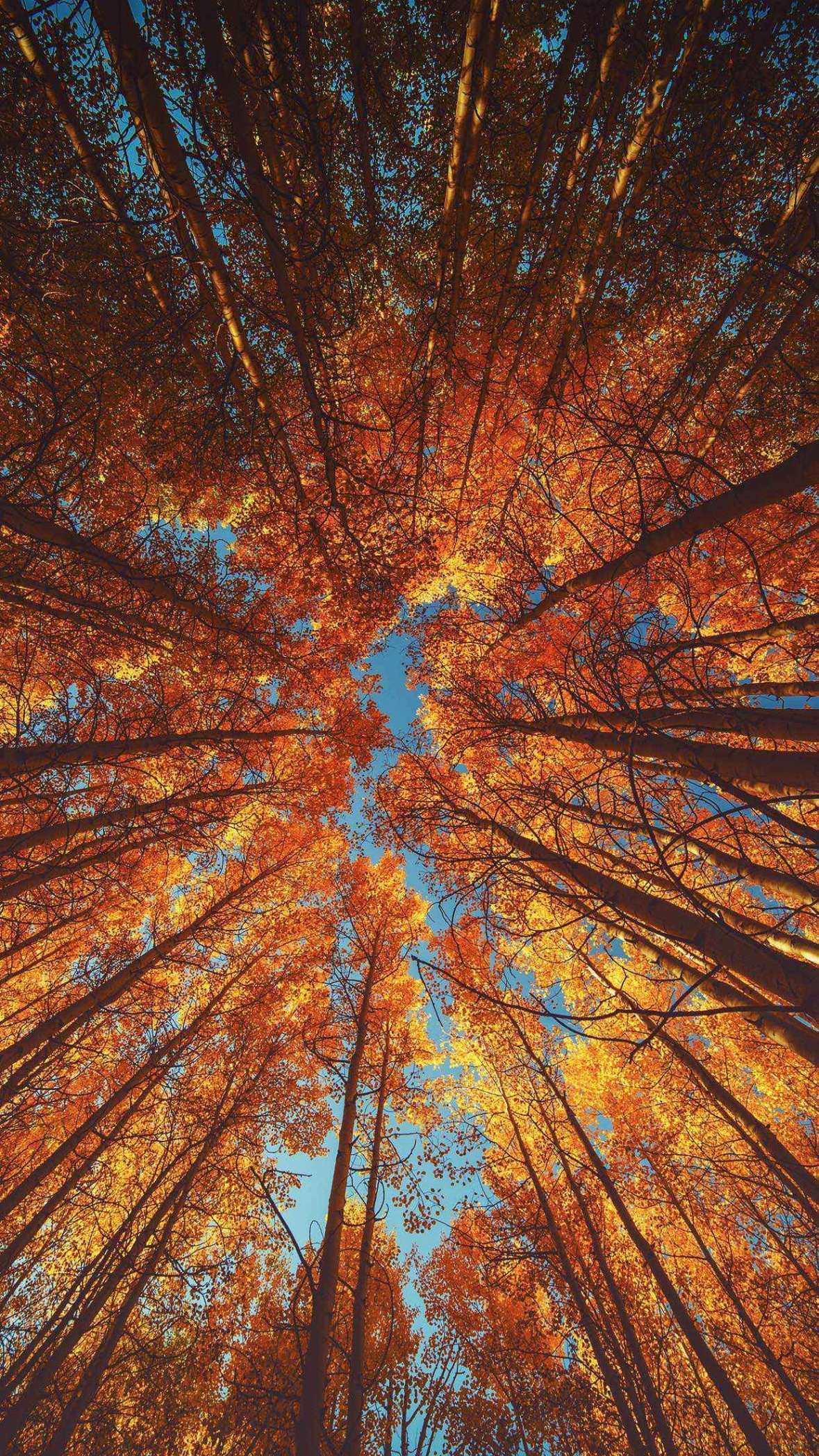 Iphone Xr Wallpaper Autumn  Iphone wallpaper fall, Autumn