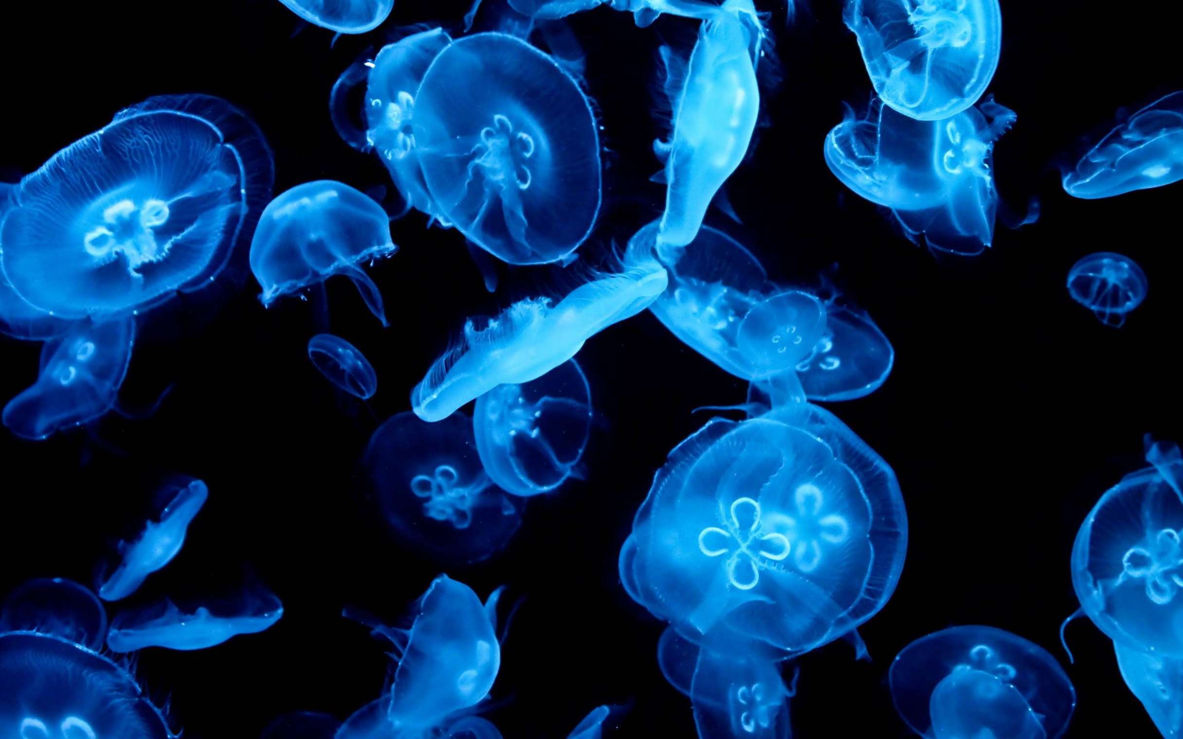 JellyFish HD Wallpaper  Blue jellyfish, Jelly wallpaper, Fish