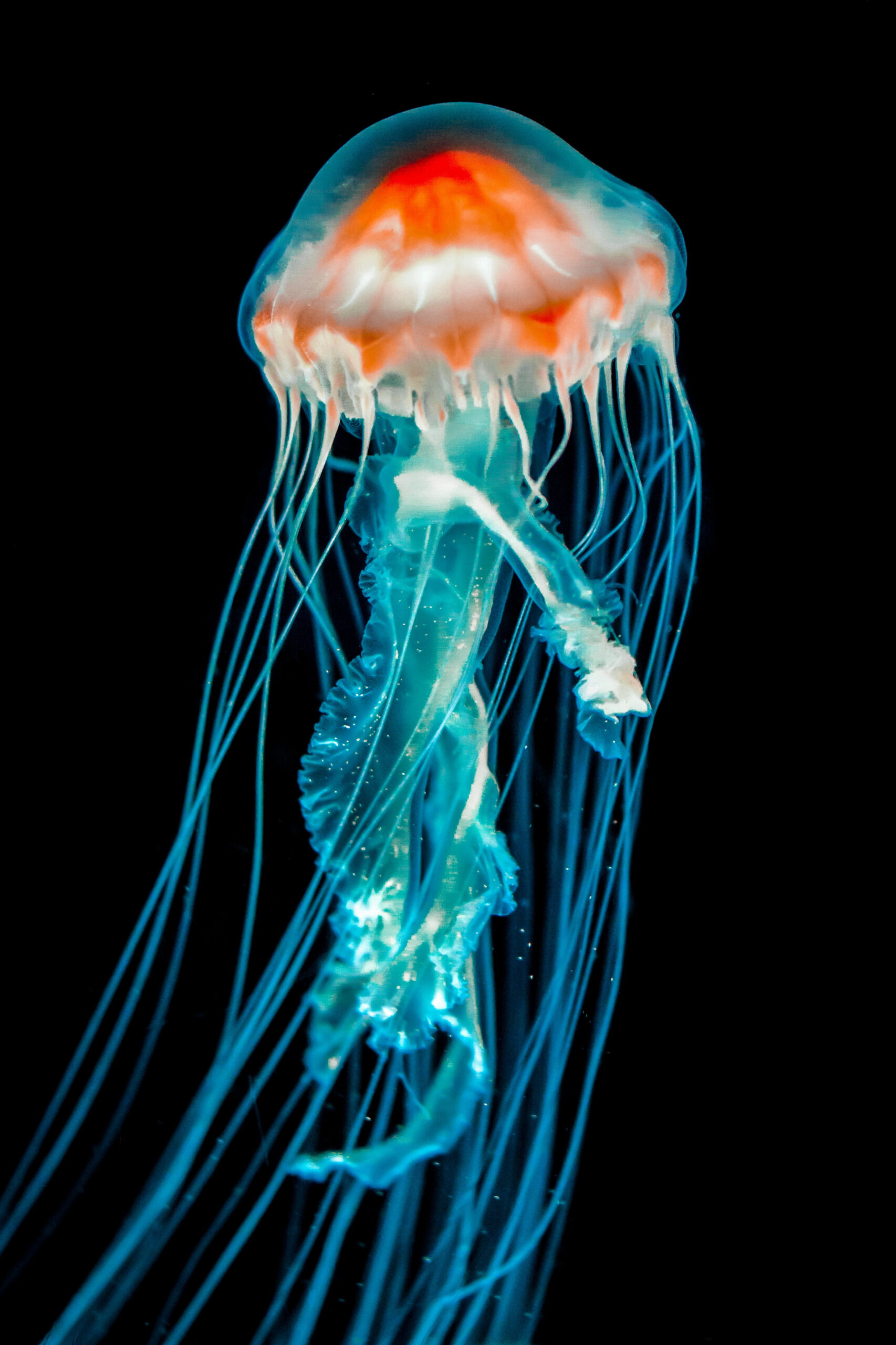 + Jellyfish Pictures [HD]  Download Free Images on Unsplash