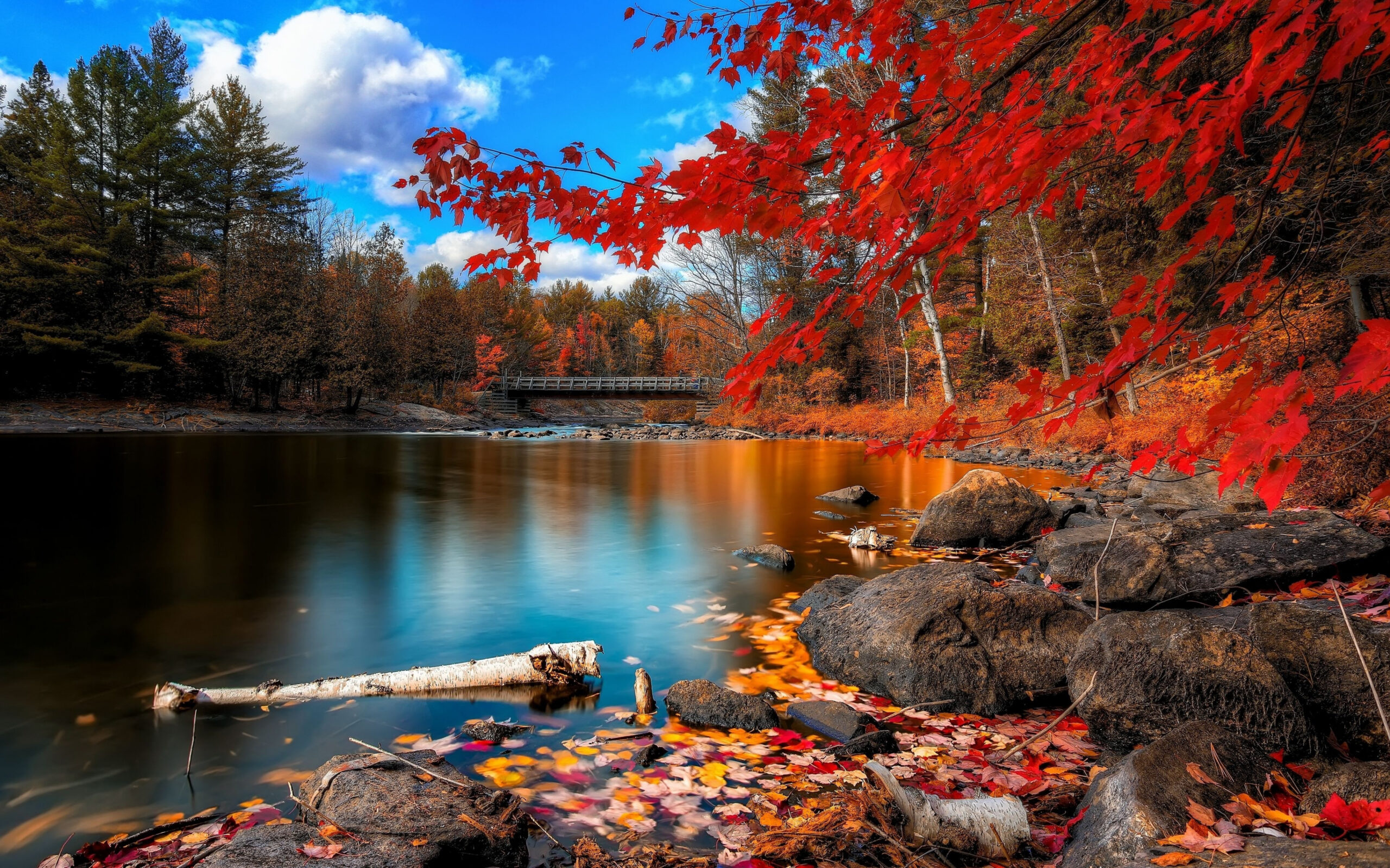 Nature Fall k Ultra HD Wallpaper