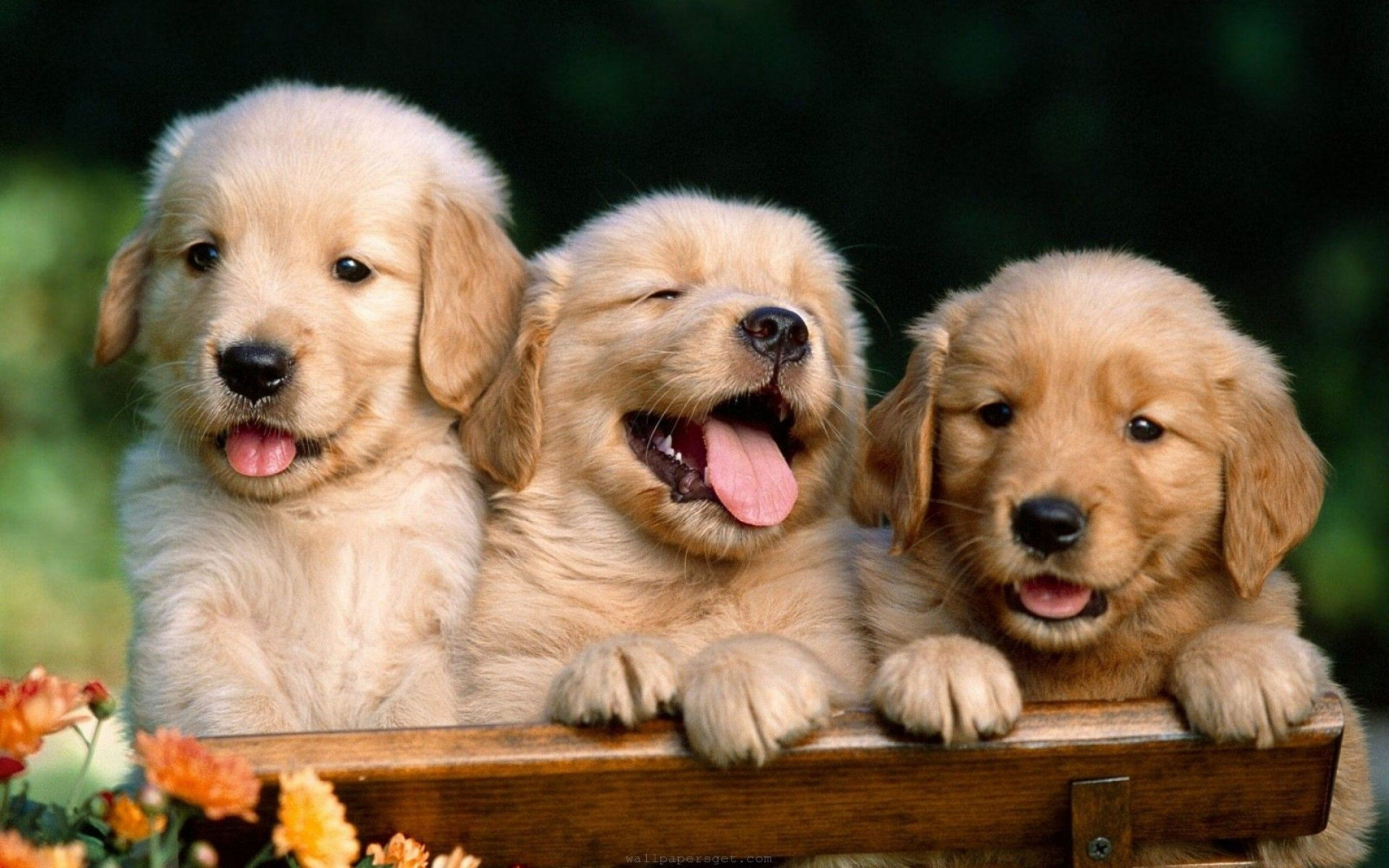 Puppy babies cute dogs wallpaper [ x ] : r/wallpaper