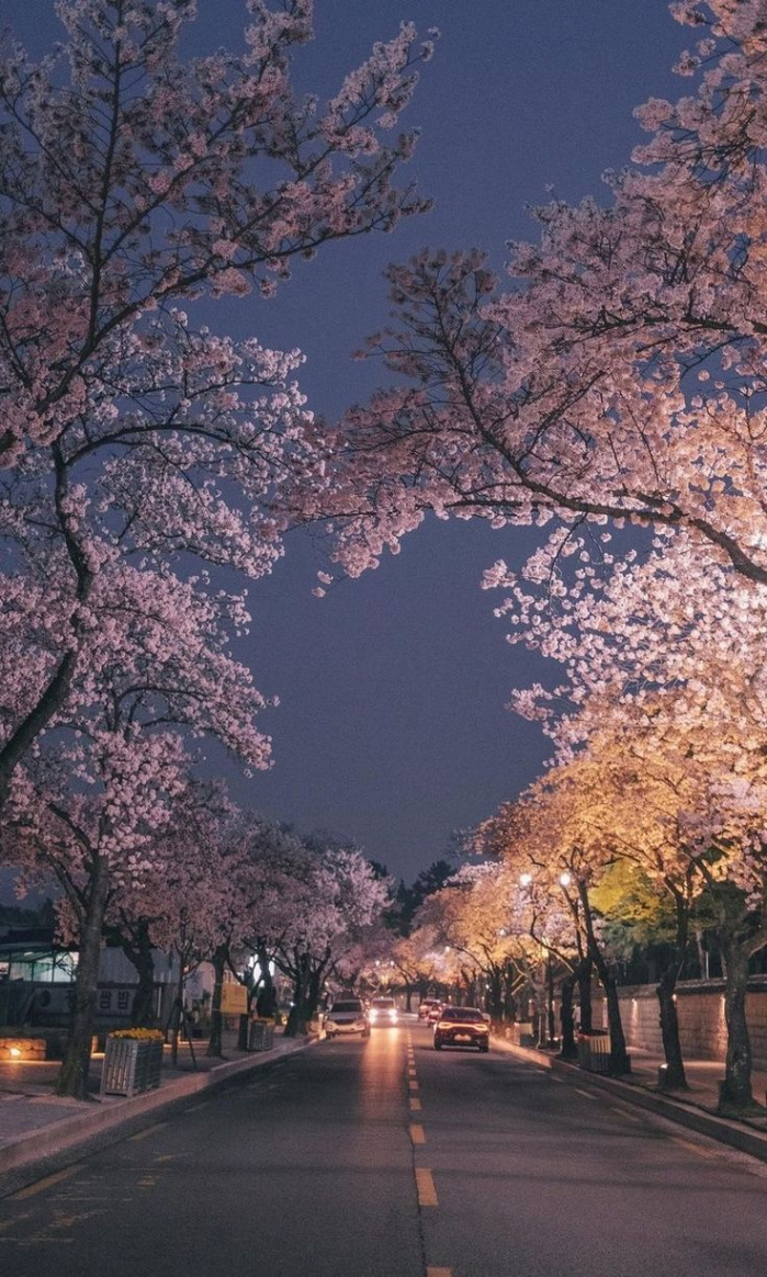 Spring Aesthetic Wallpaper: Explore Korean Vibes