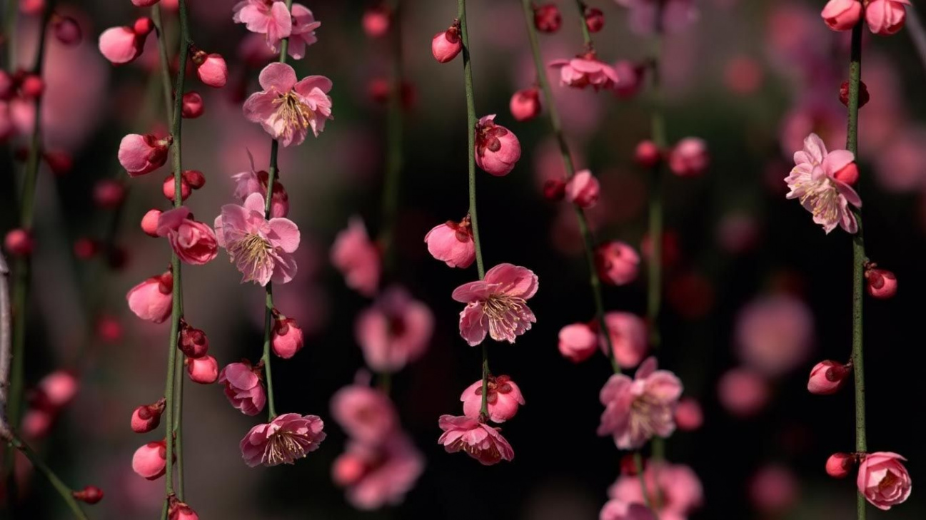 Top Flower Backgrounds For Computer FULL HD 80p For PC