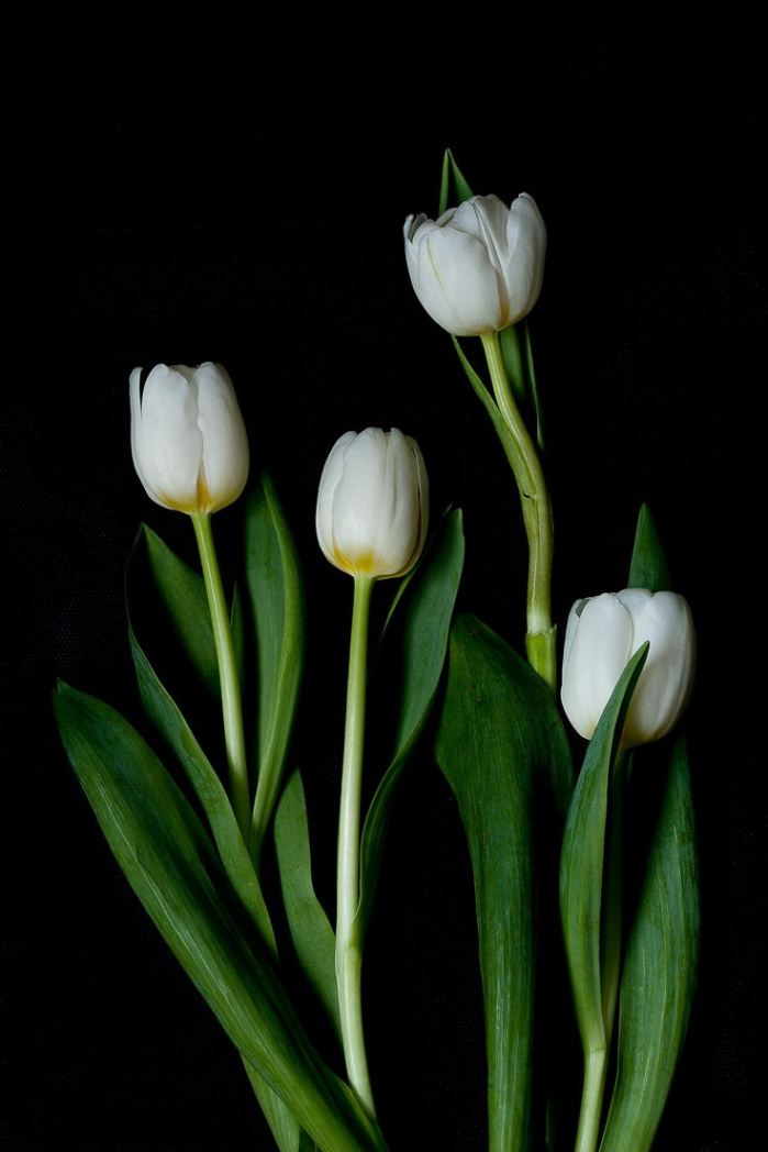 tulip  Flowers black background, Flowers photography, Tulips