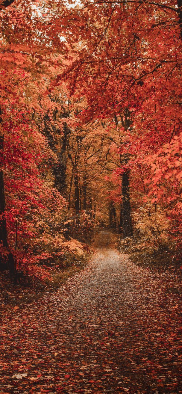 wallpaper iPhone X wallpaper  Fall pictures nature, Cute fall