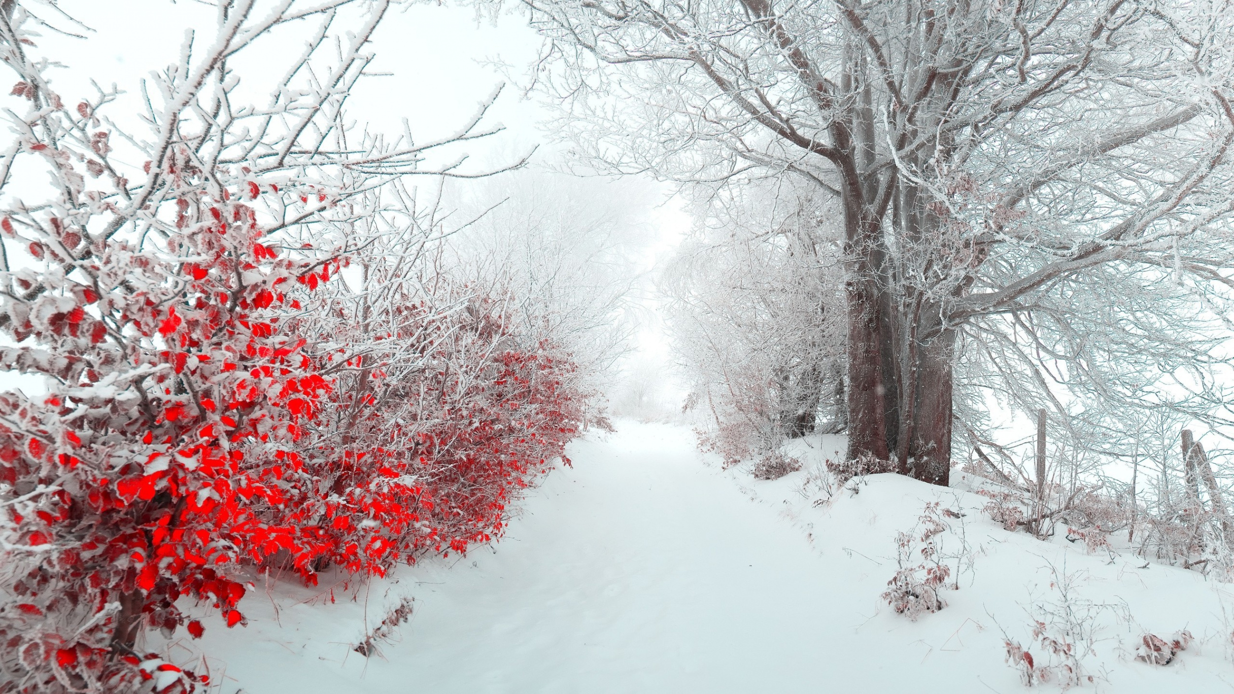 Winter Red Wallpapers - Wallpaper Cave