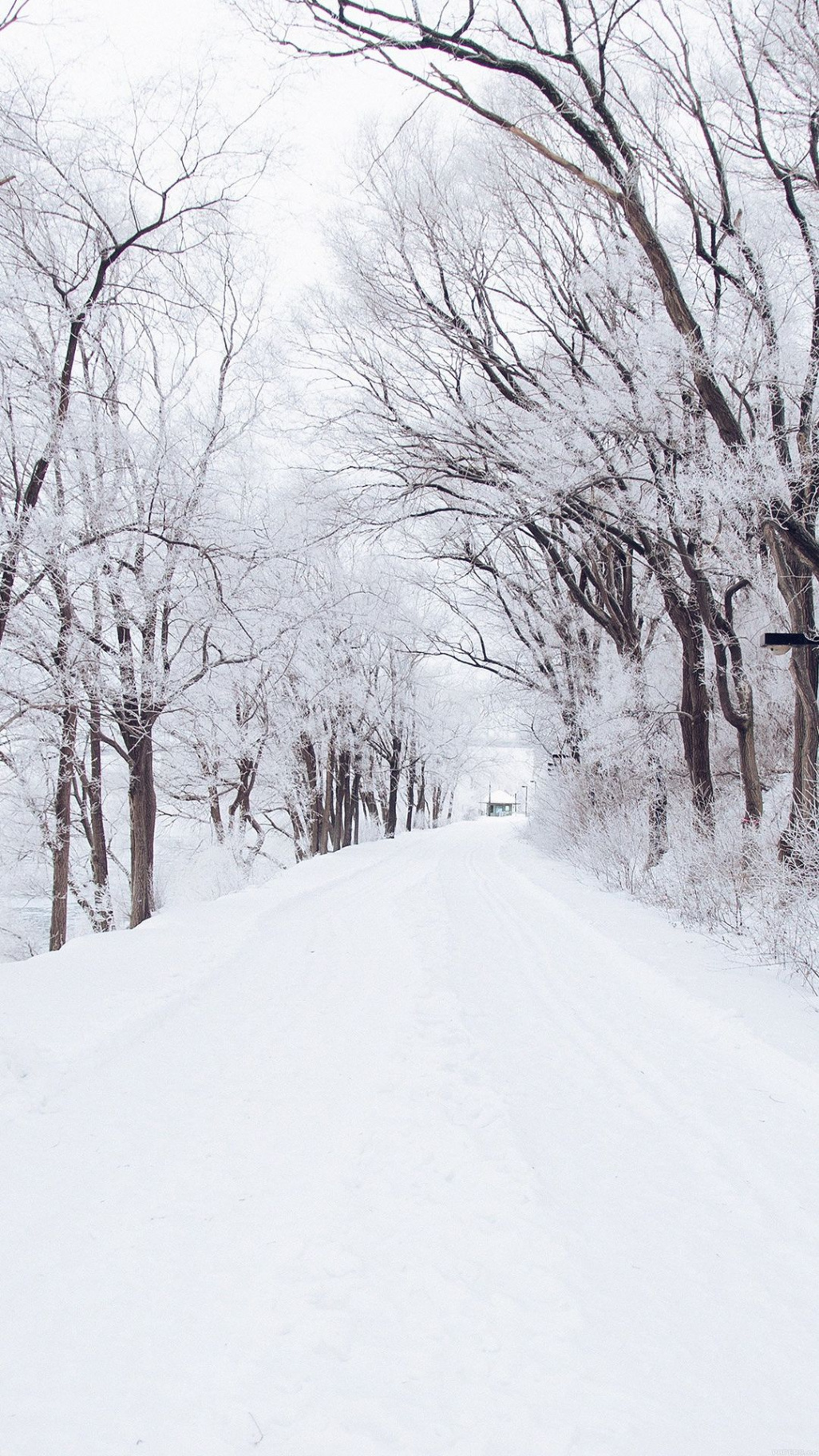 Winter Road Romantic Nature Snow White iPhone  Wallpaper Download