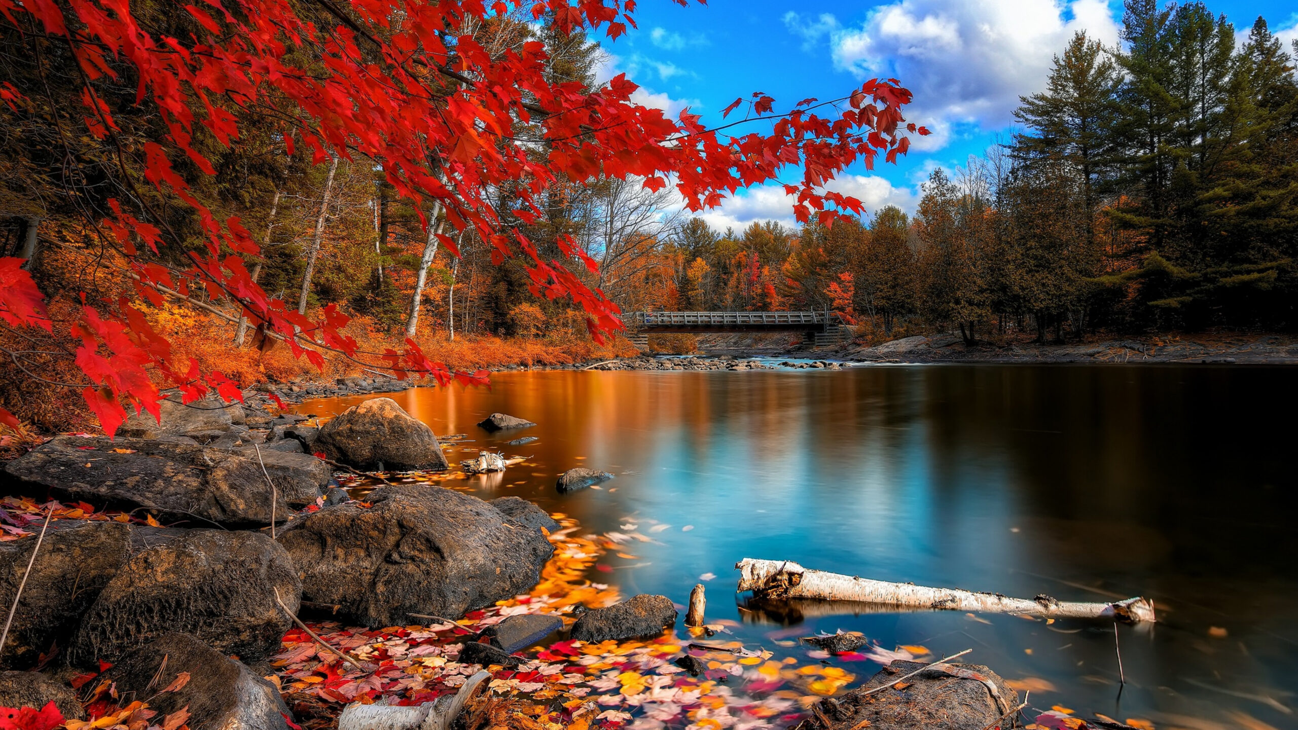 x Fall Foliage Ipad Pro Retina Display ,HD k Wallpapers