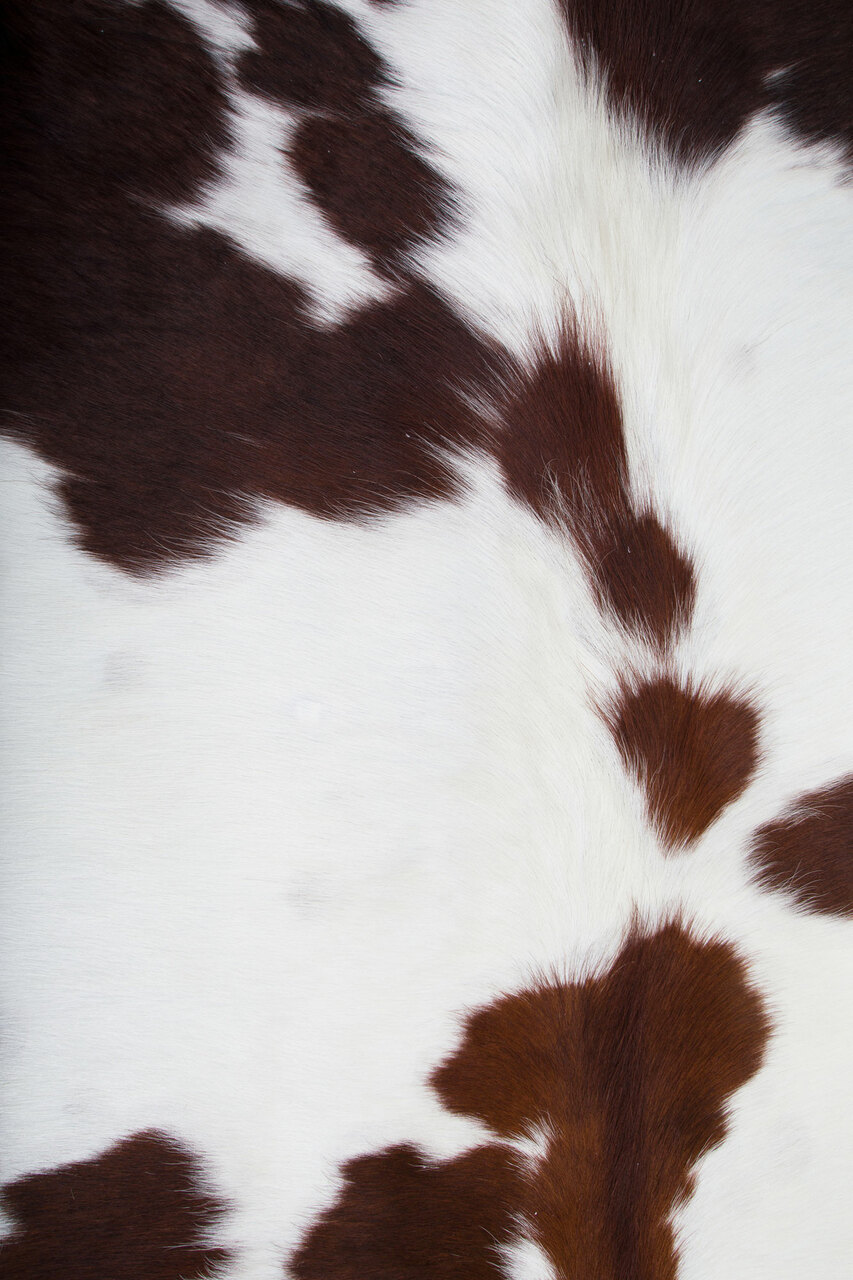 Cow Print Iphone Wallpaper 50