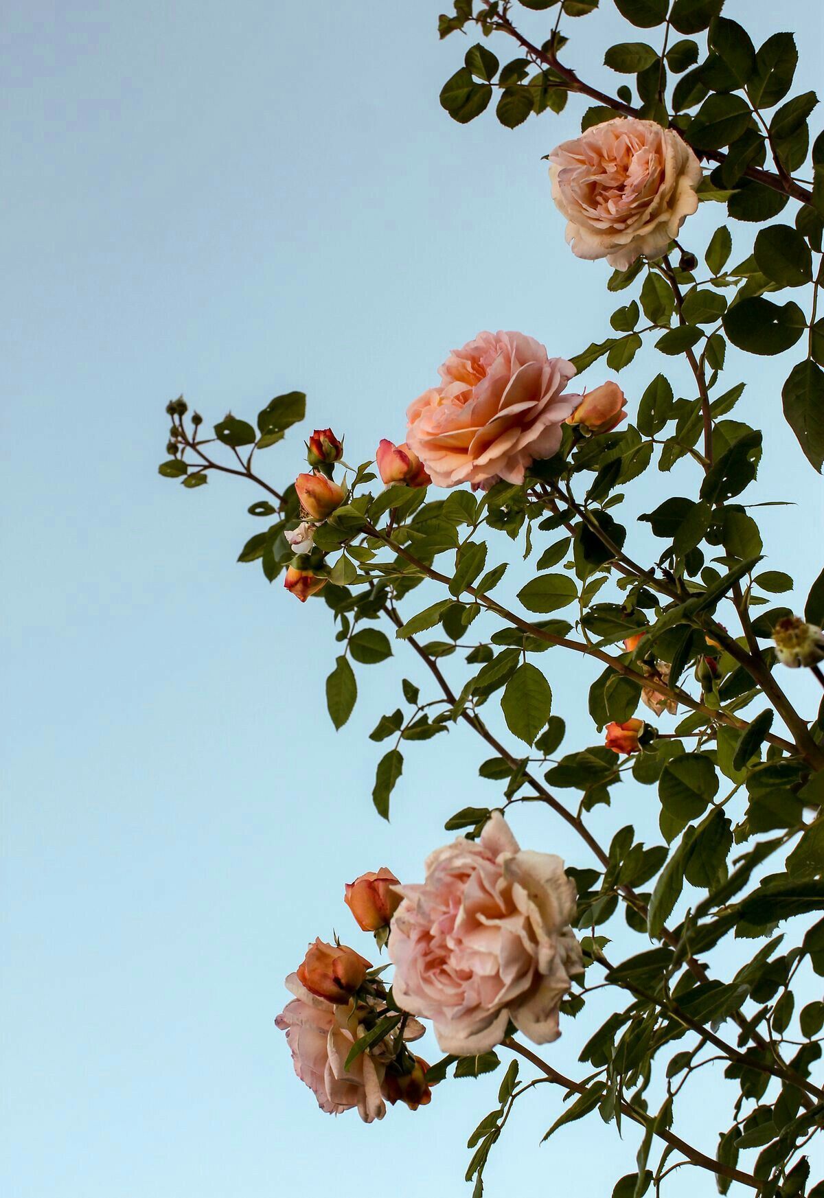 Cute Aesthetic Backgrounds For Iphone 59