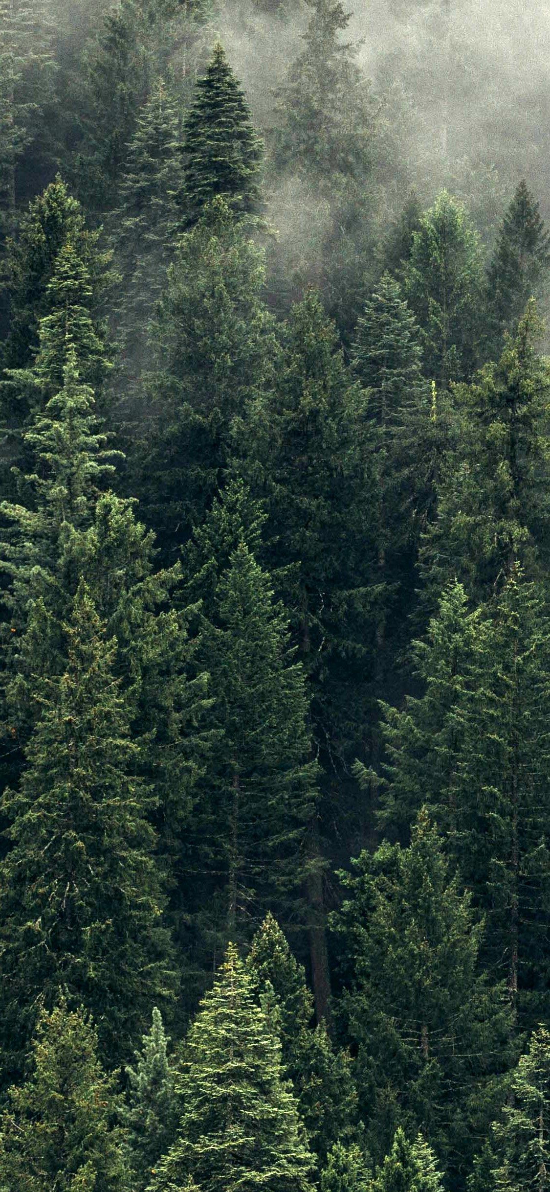 Fresh 65 Forest Green Iphone Wallpaper 24