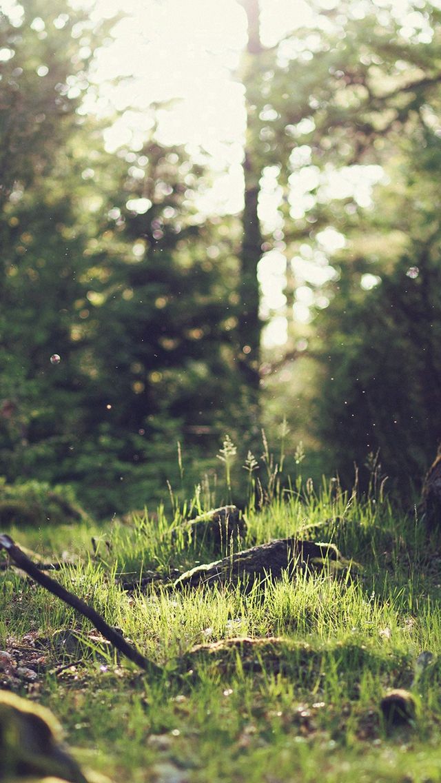 Fresh 65 Forest Green Iphone Wallpaper 53