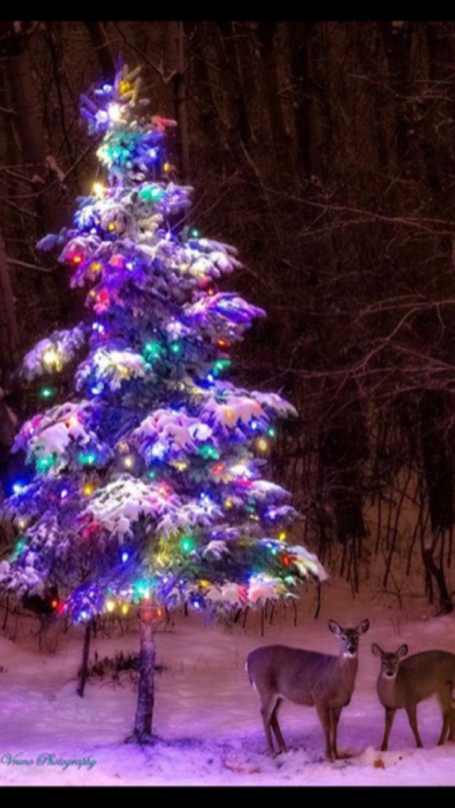 Christmas Tree Outdoor Wallpaper