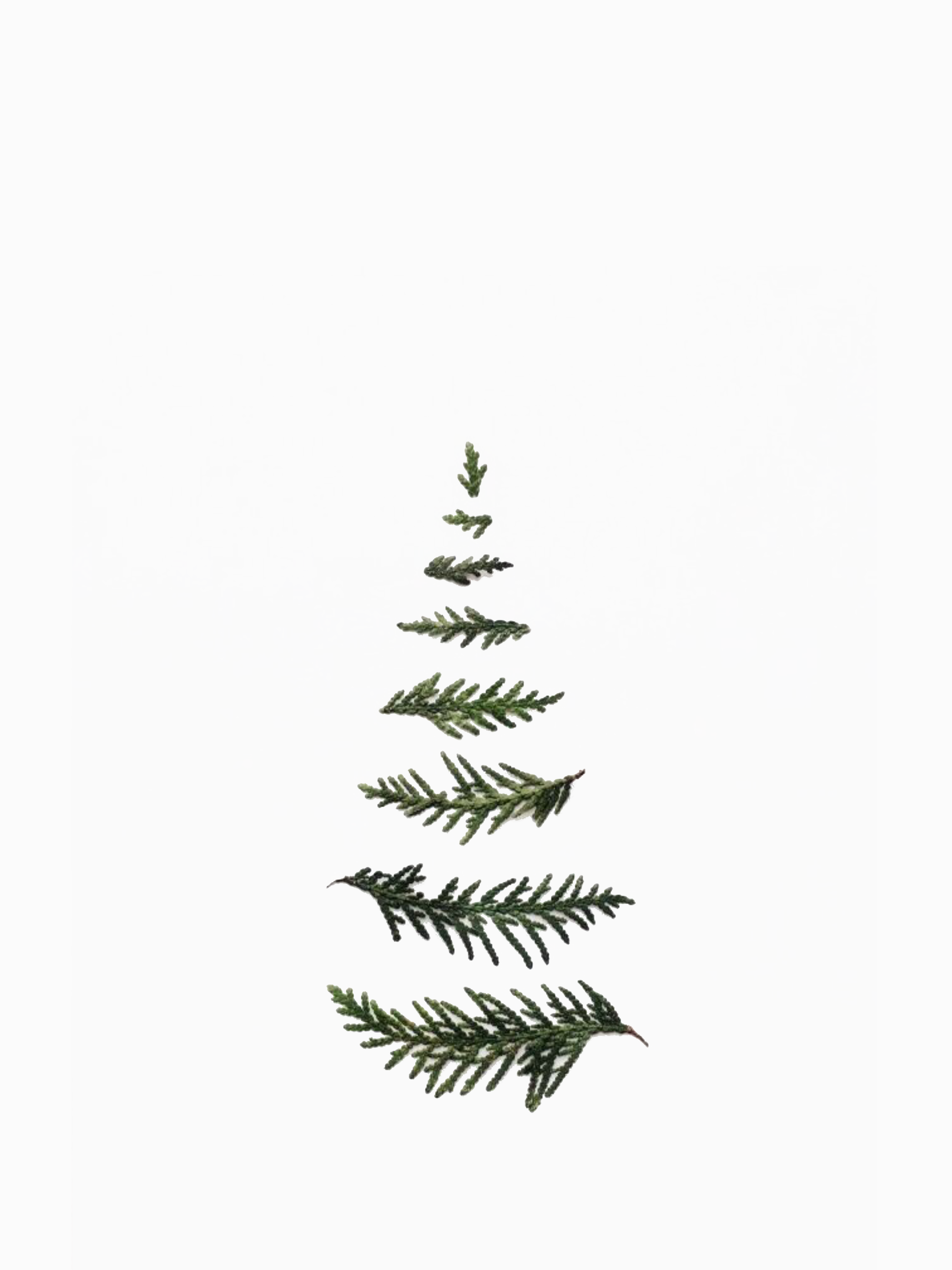 Christmas Wallpaper Dark Green