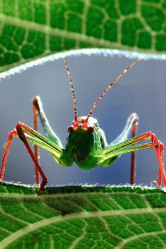 30 Cute Insect Wallpaper Iphone