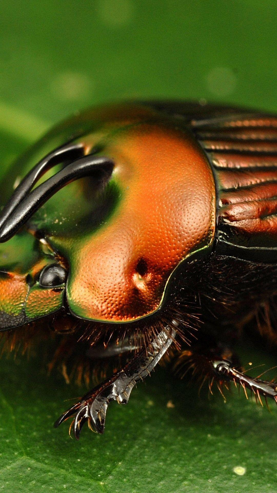 30 Cute Insect Wallpaper Iphone