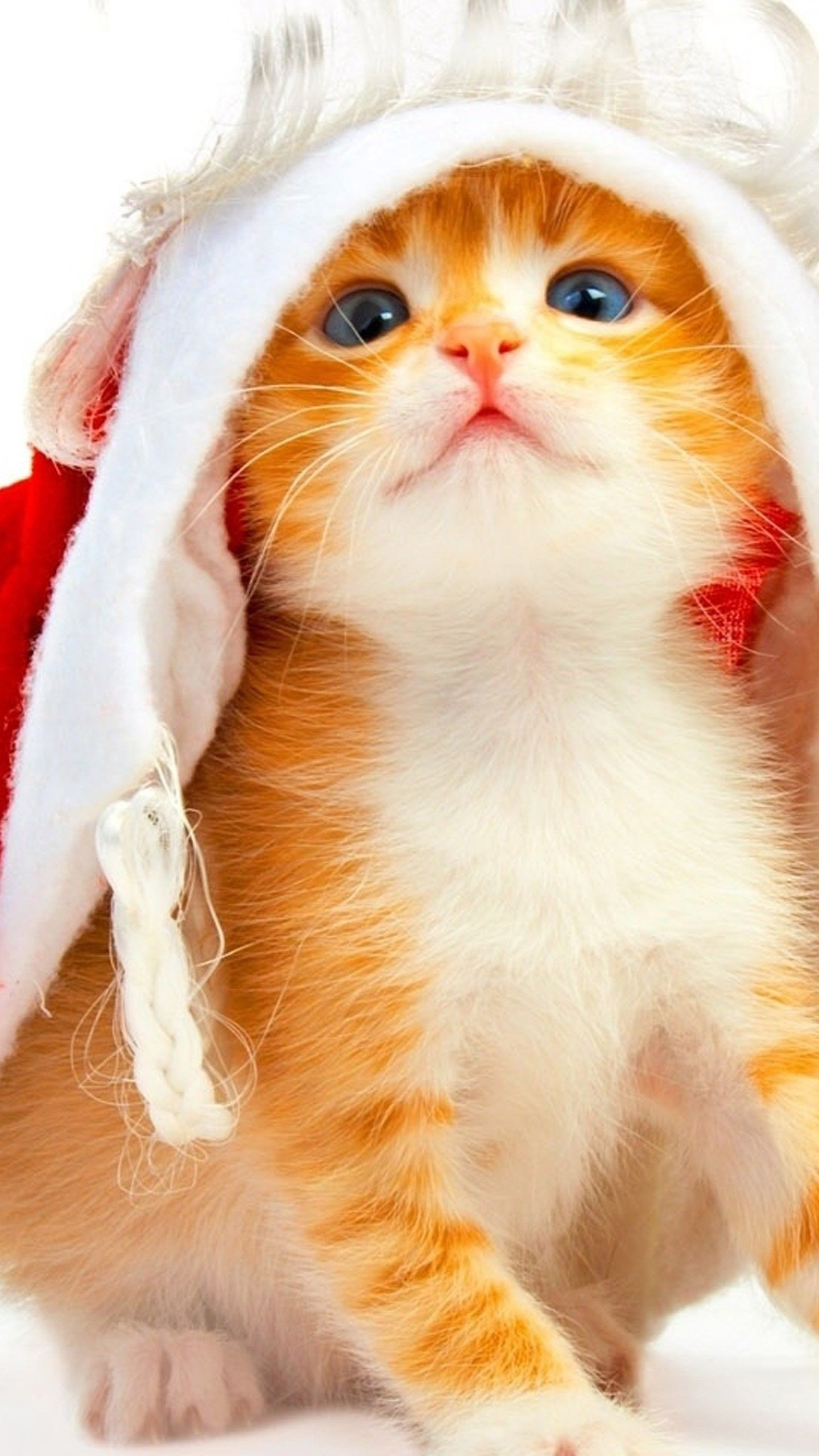 30 Cute Orange Cat Wallpaper Iphone