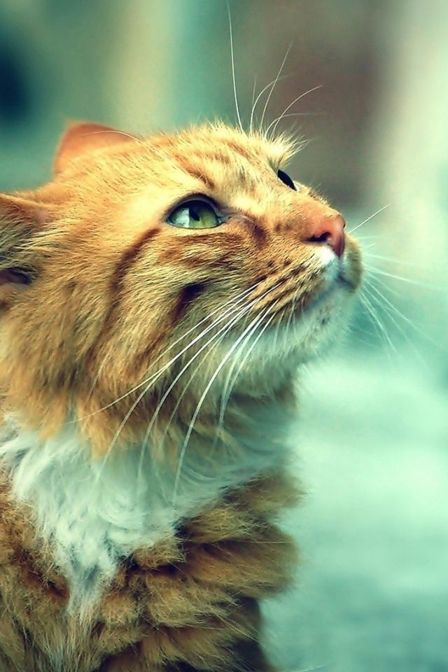 30 Cute Orange Cat Wallpaper Iphone