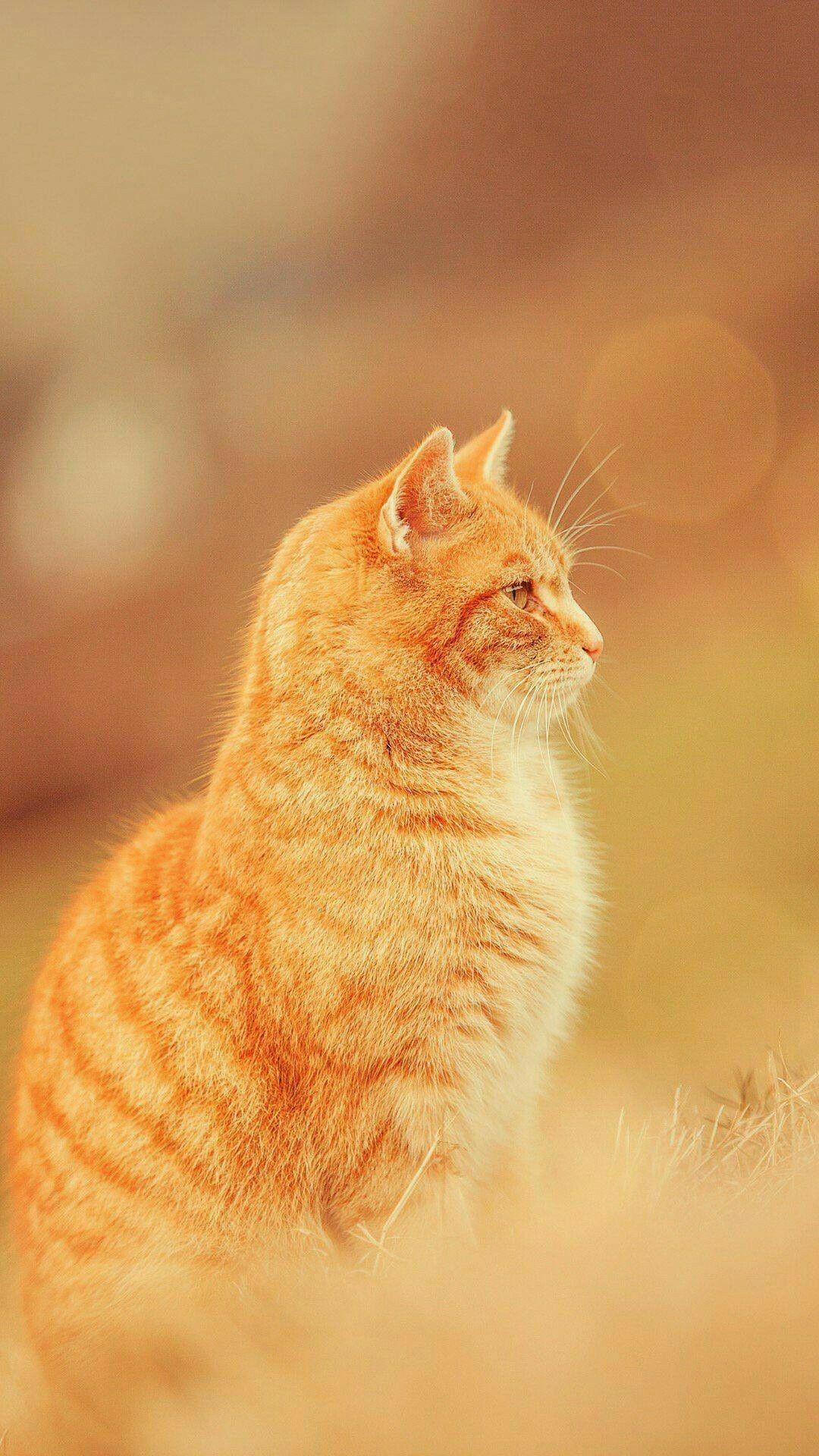 30 Cute Orange Cat Wallpaper Iphone